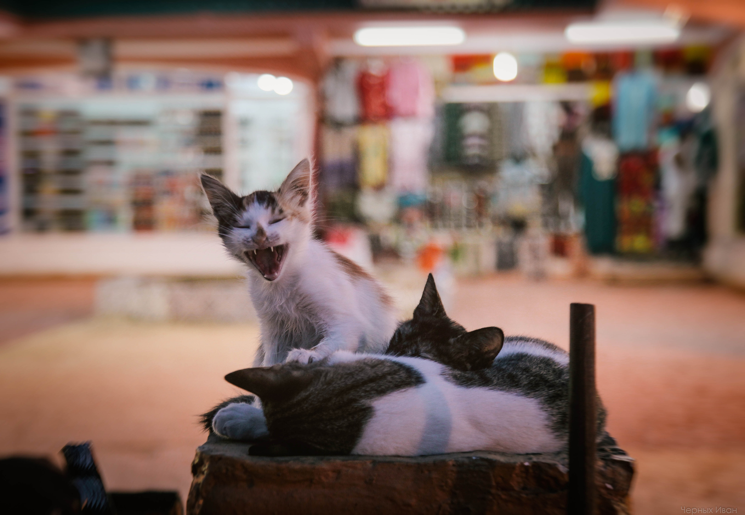 ЕГИПЕТ. Стрит-фотография, полная абсурда, идиотизма и красоты