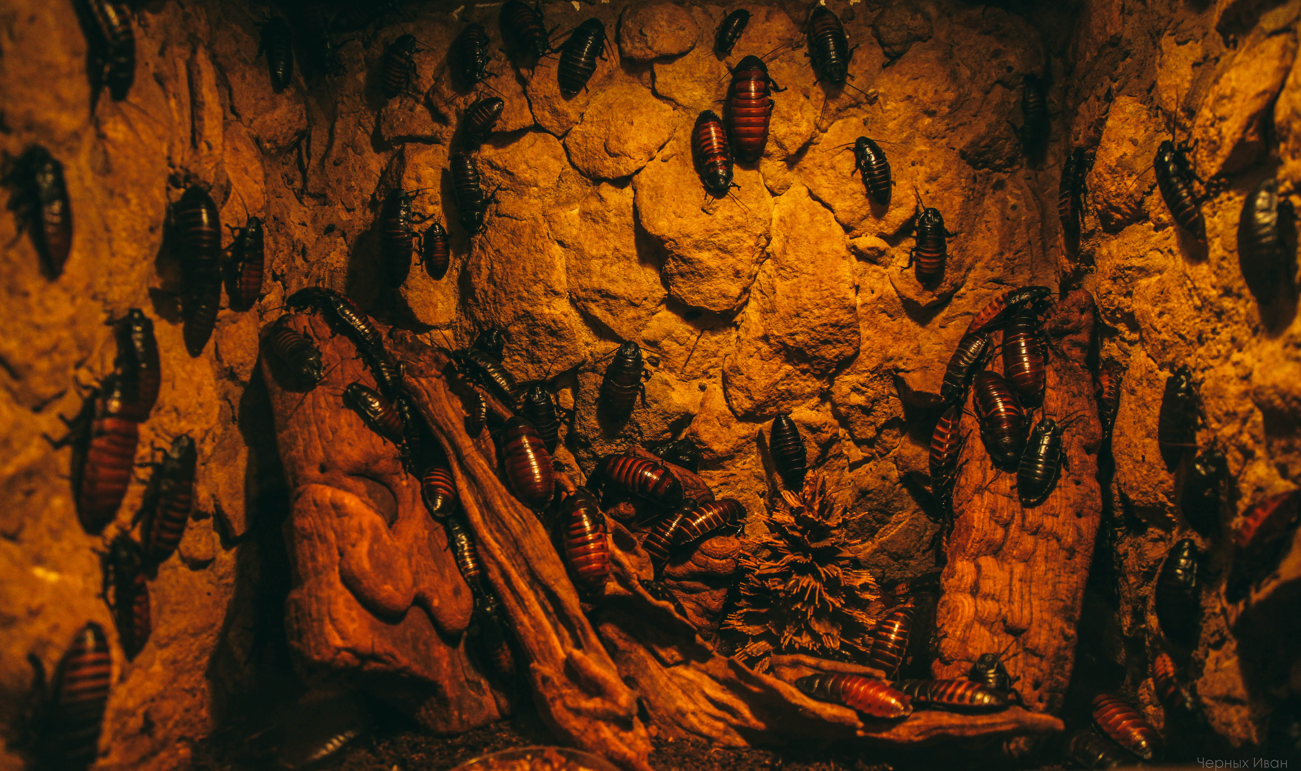 ЧЕХИЯ. Стрит-фотография, полная абсурда, идиотизма и красоты