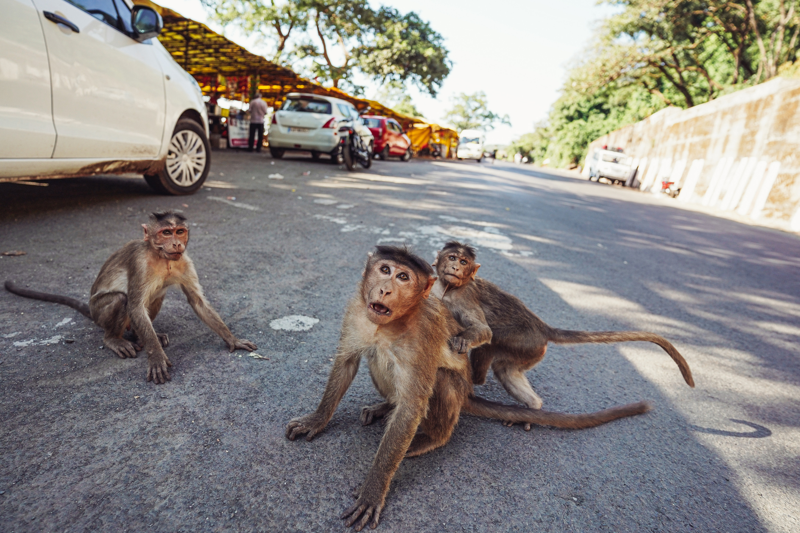 ИНДИЯ 2020. Стрит-фотография, полная абсурда, идиотизма и красоты