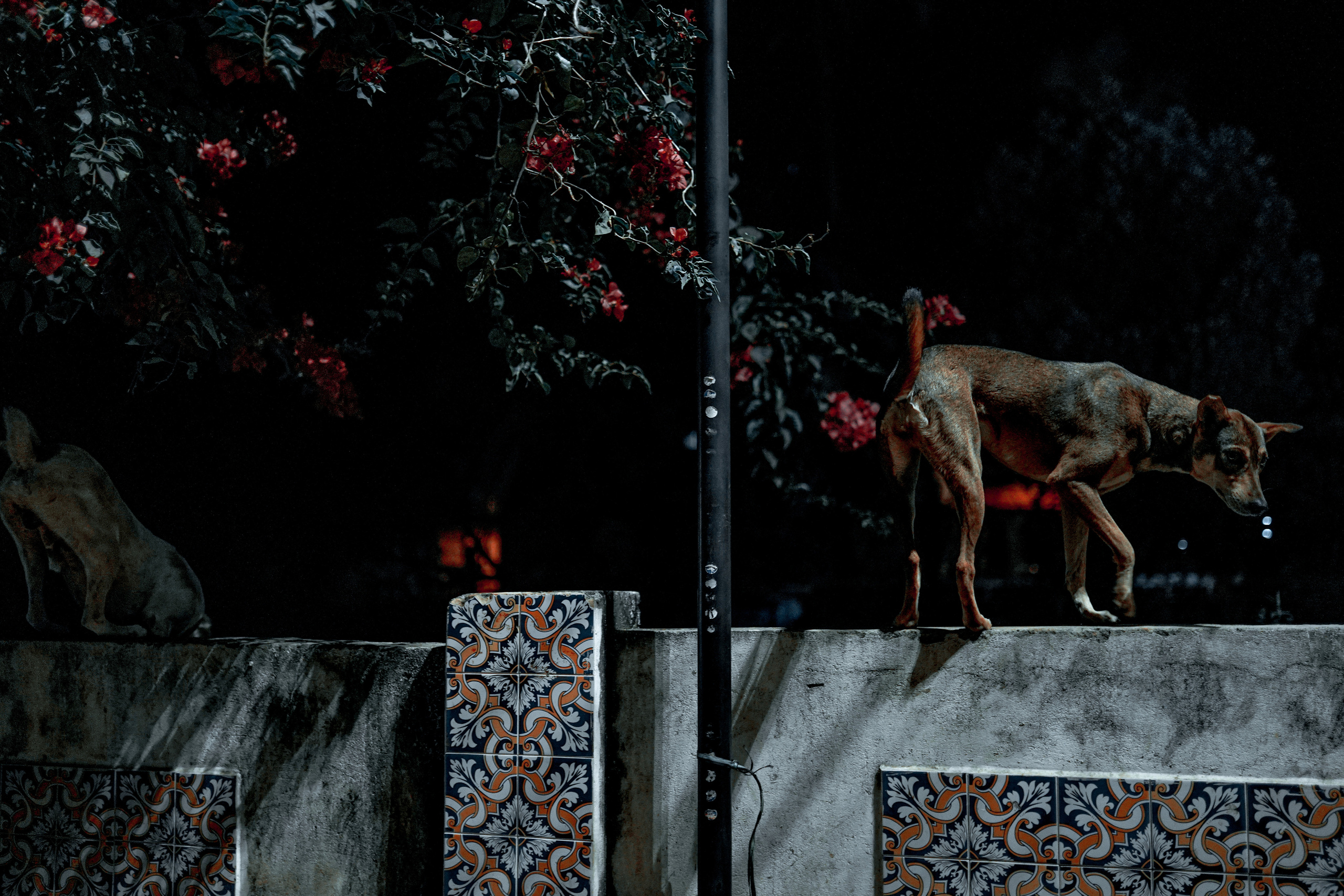 ИНДИЯ 2020. Стрит-фотография, полная абсурда, идиотизма и красоты