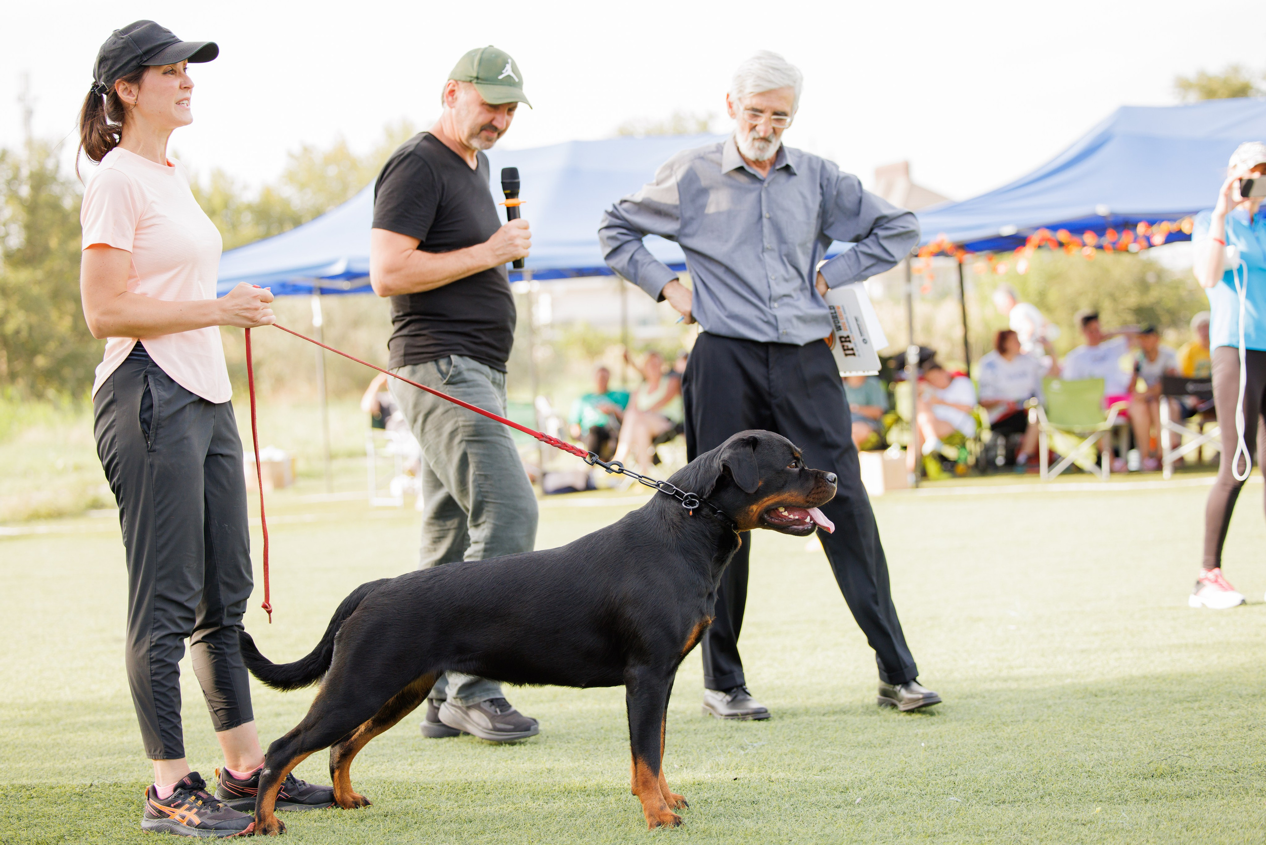 Анапа ротвейлеры 14-15.09.2024. Фотограф-анималист Юлия Германика