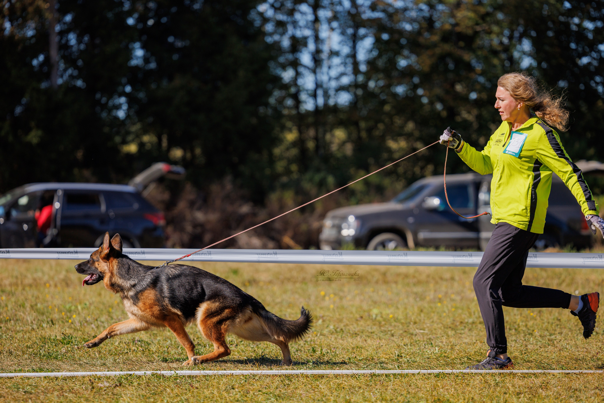 Тверь немецкие овчарки 22.09.2024. Фотограф-анималист Юлия Германика