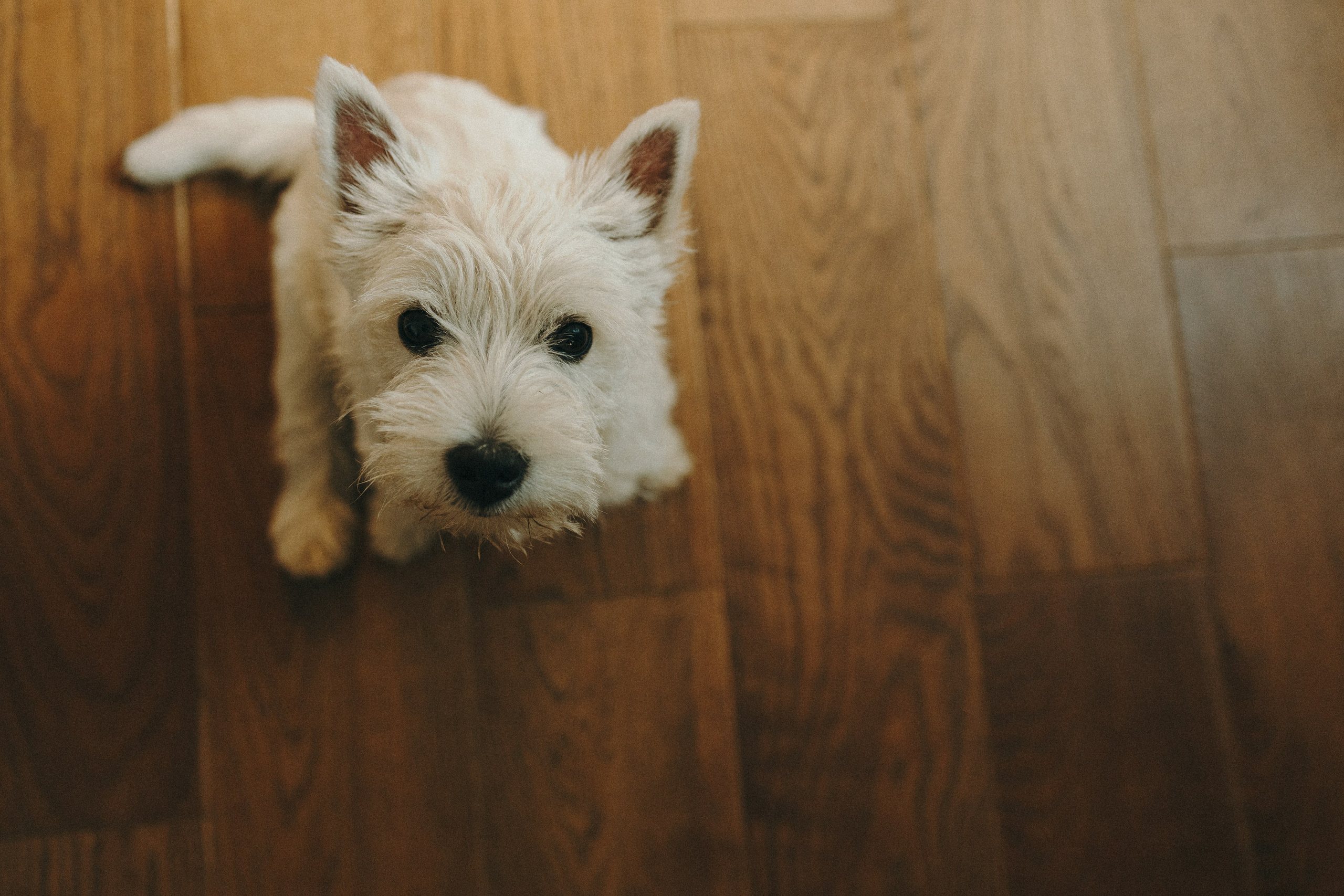 Снежуля, Мари и Саша. Фотограф анималист Анастасия Пикей