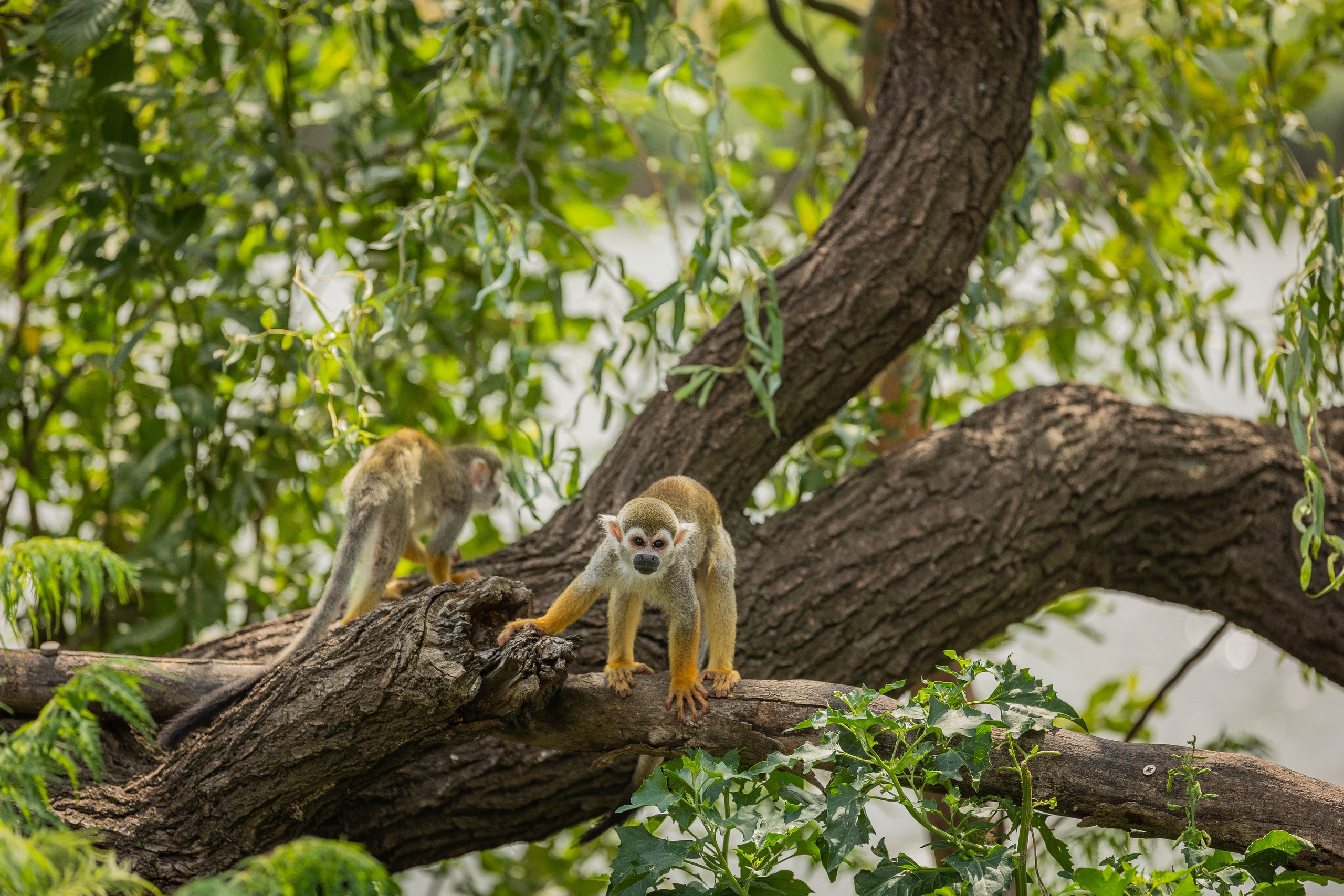 Зоопарк Малинки. Фотограф-АниМалист Анна Абрамова