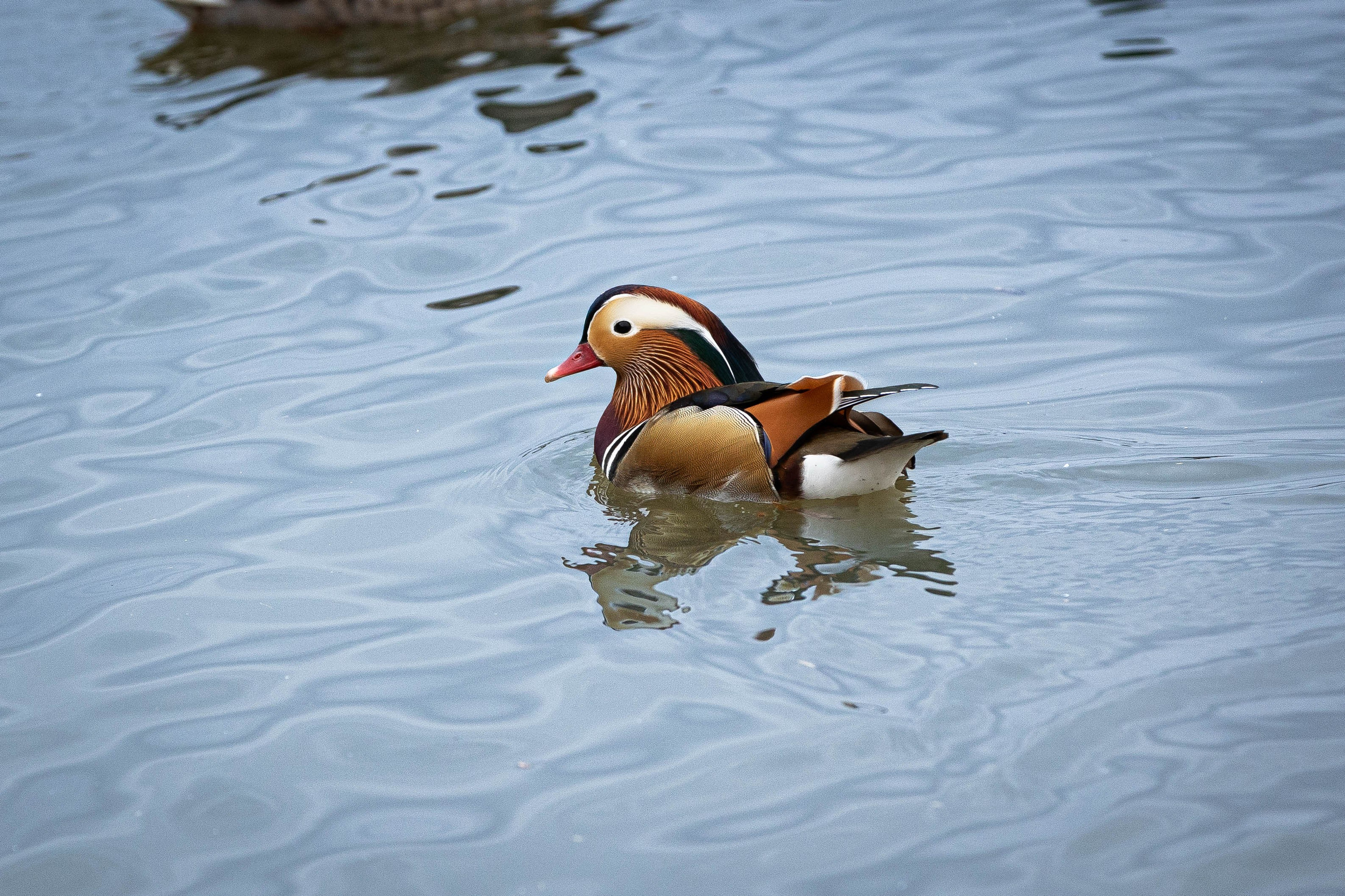 Зоопарк Малинки. Фотограф-АниМалист Анна Абрамова