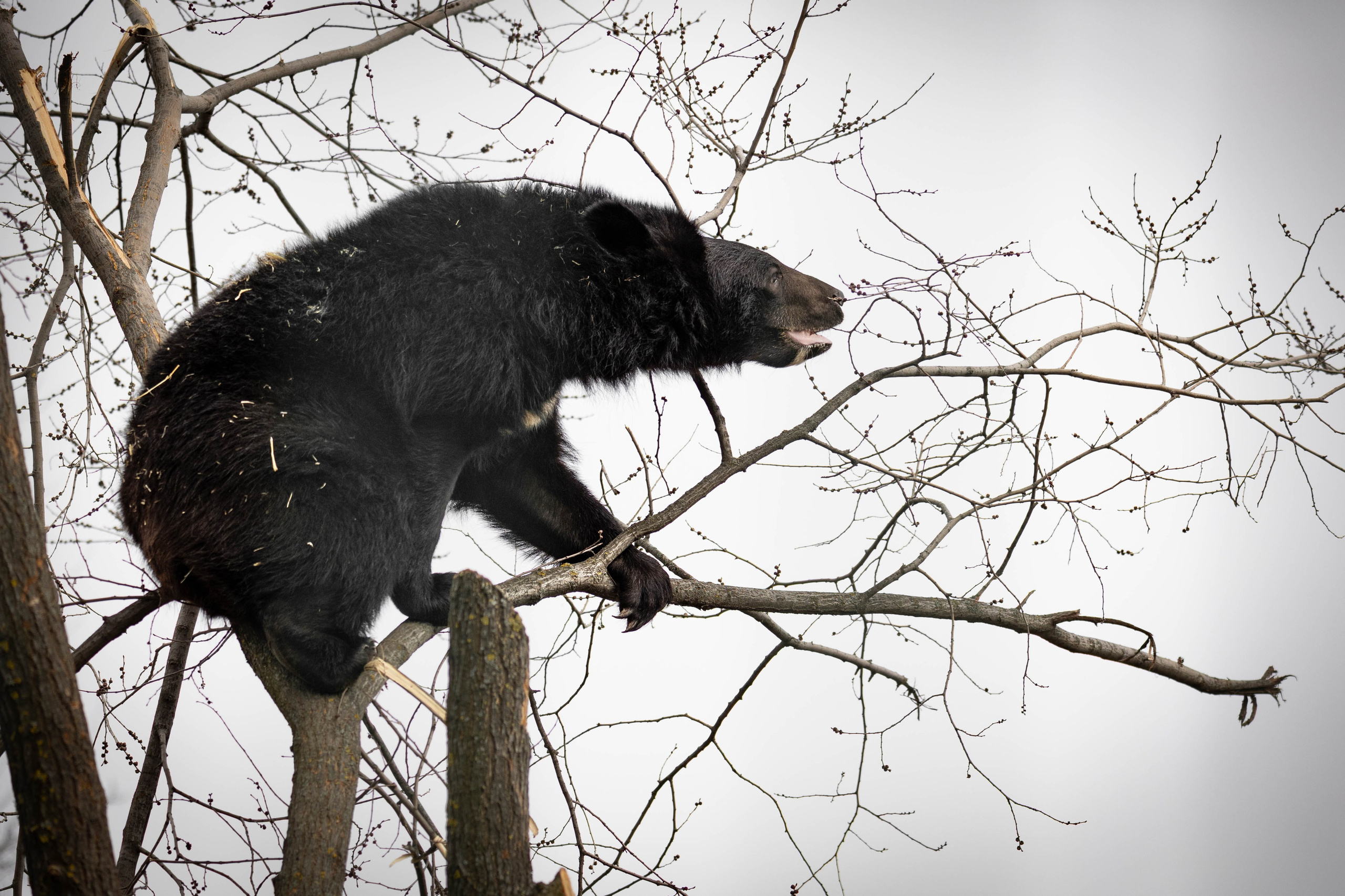 Парк Малинки 2026. Фотограф-АниМалист Анна Абрамова