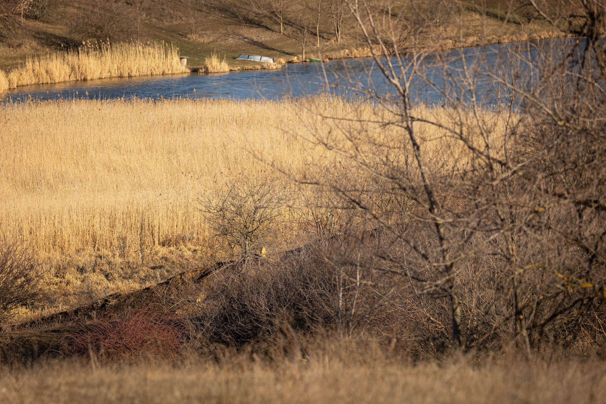 Дикий животный мир. Фотограф-АниМалист Анна Абрамова