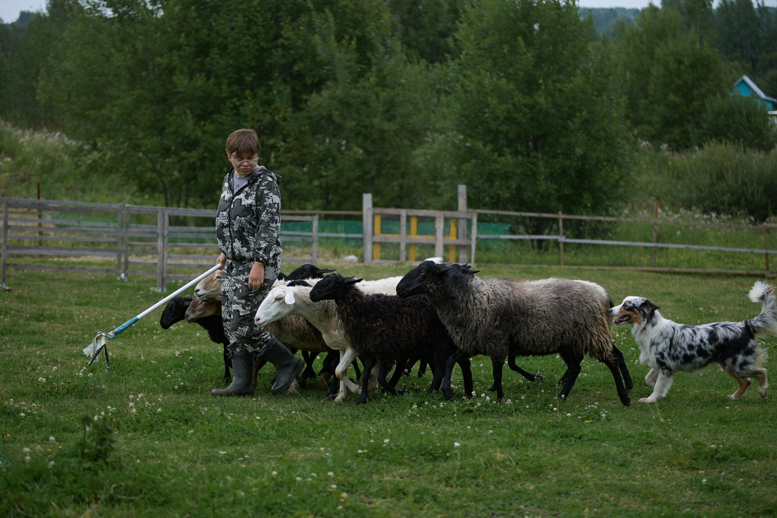 Пастьба собак. Творческий фотограф Вологда