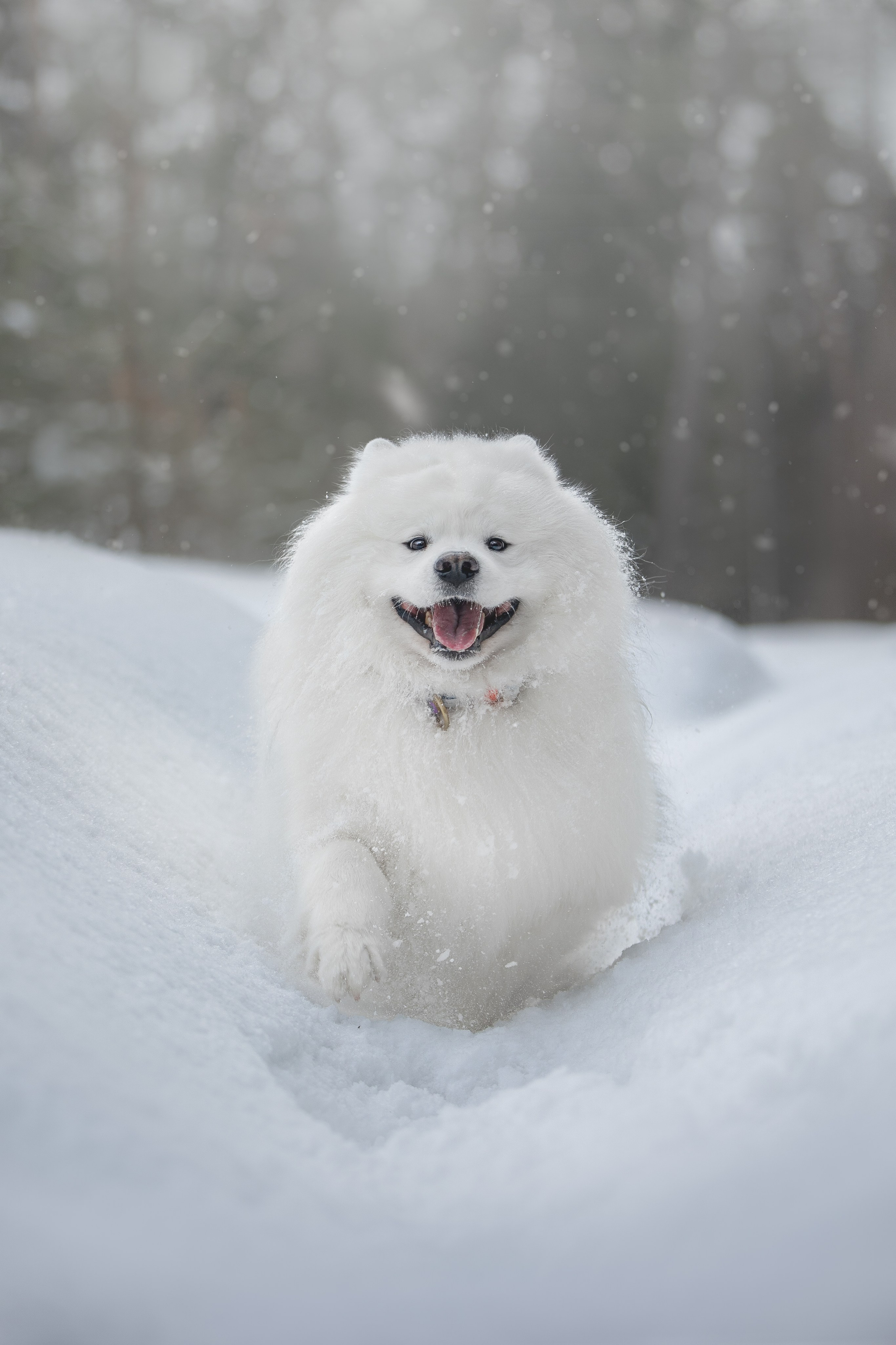 Самоедские мальчишки. Фотограф анималист в Москве Майорова Евгения