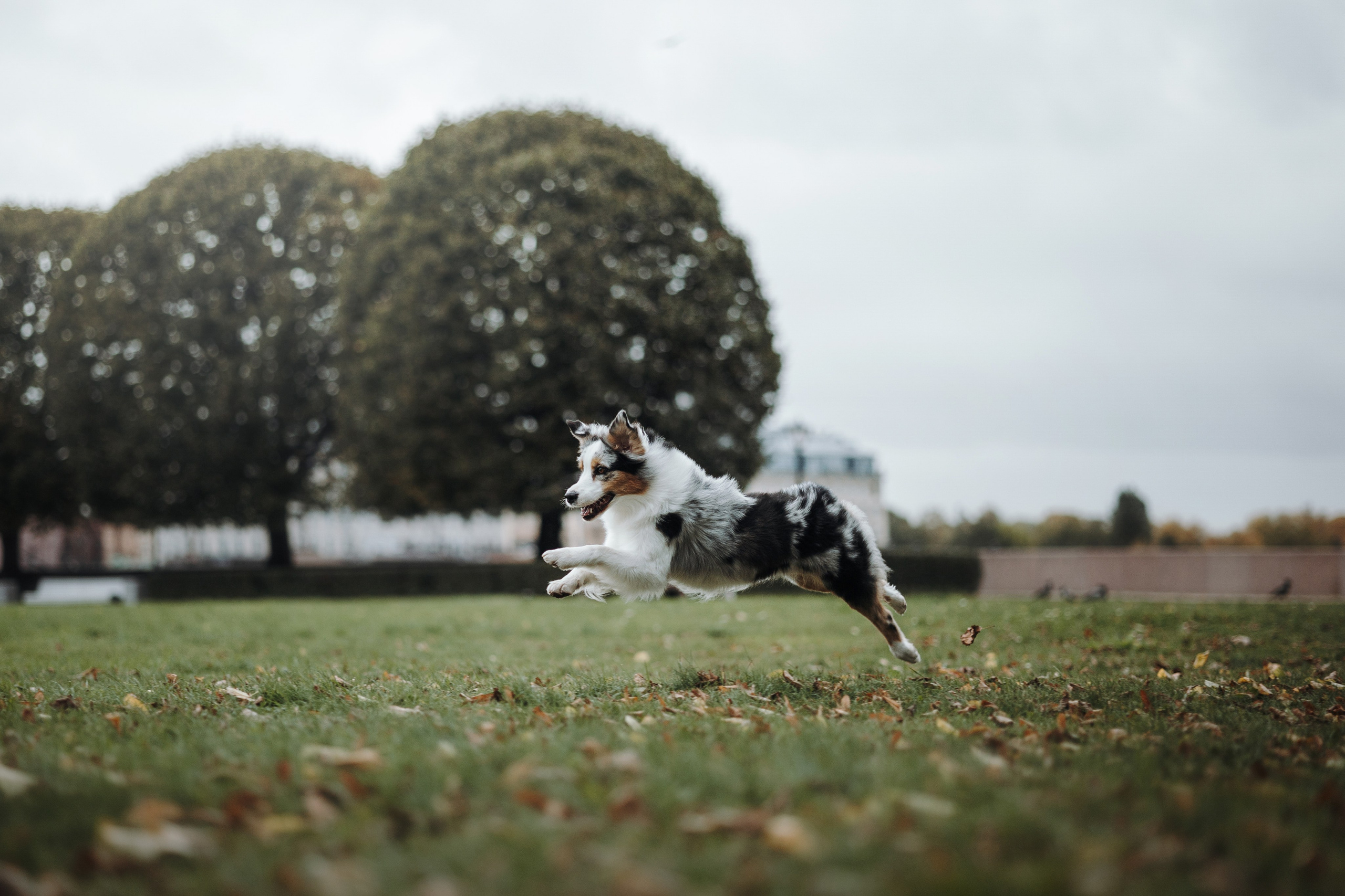 Ирина и Кайса. Фотограф — Анималист | Санкт-Петербург