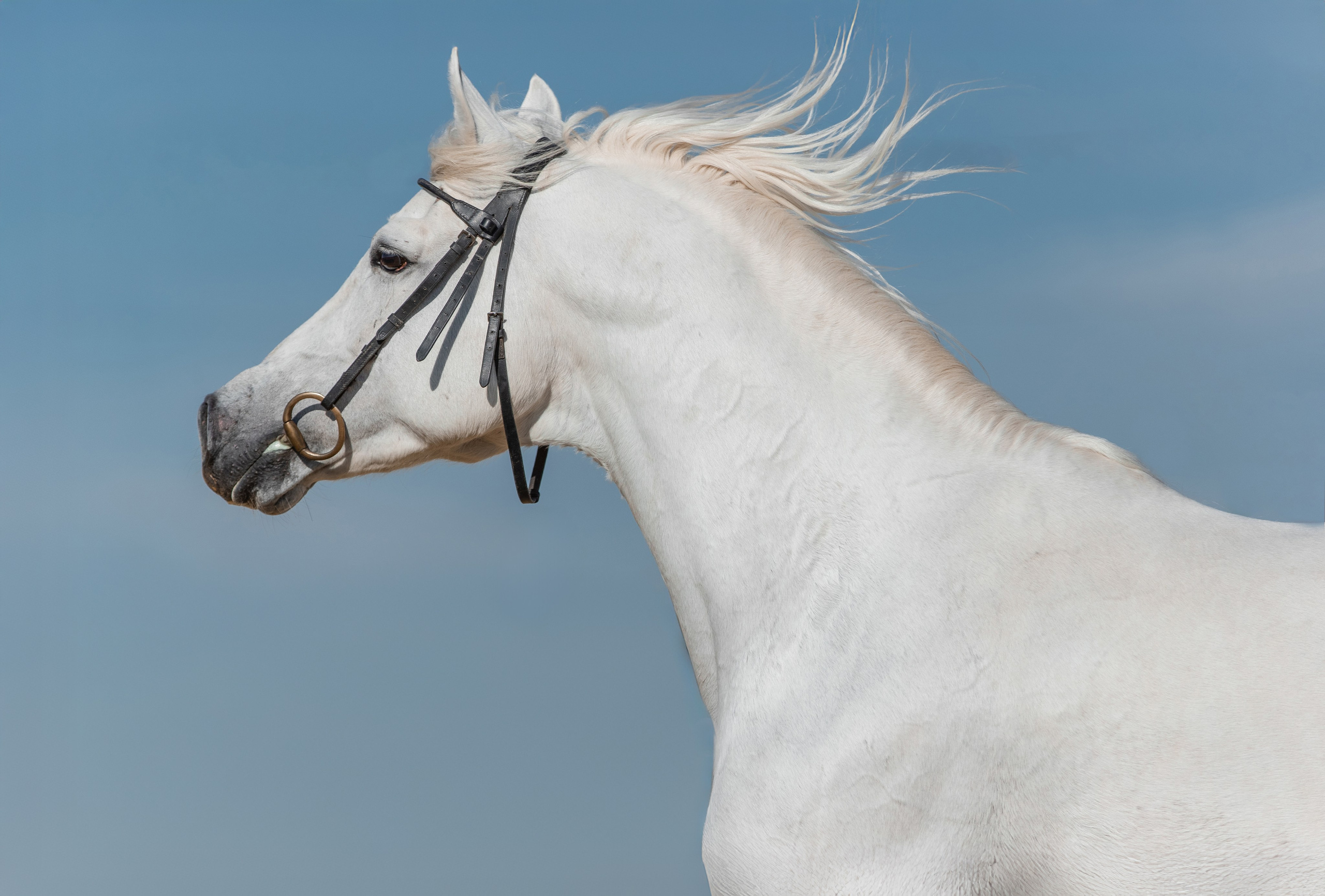 На природе. Фотограф-анималист Ксендзова Кристина