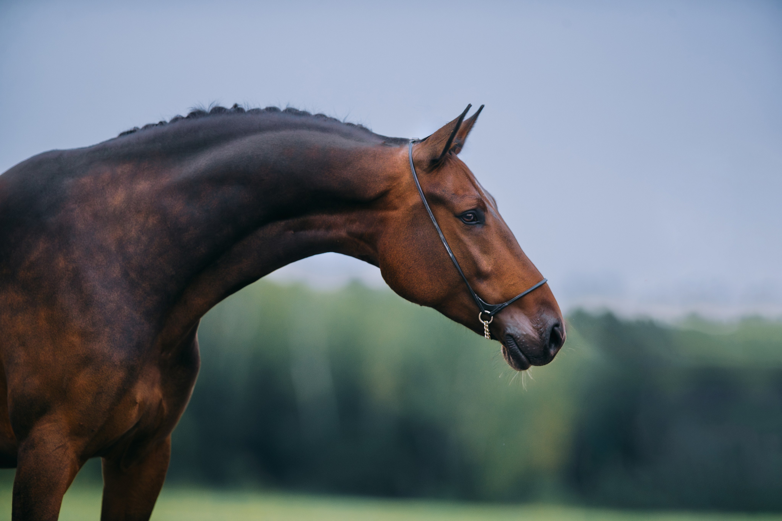 На природе. Фотограф-анималист Ксендзова Кристина