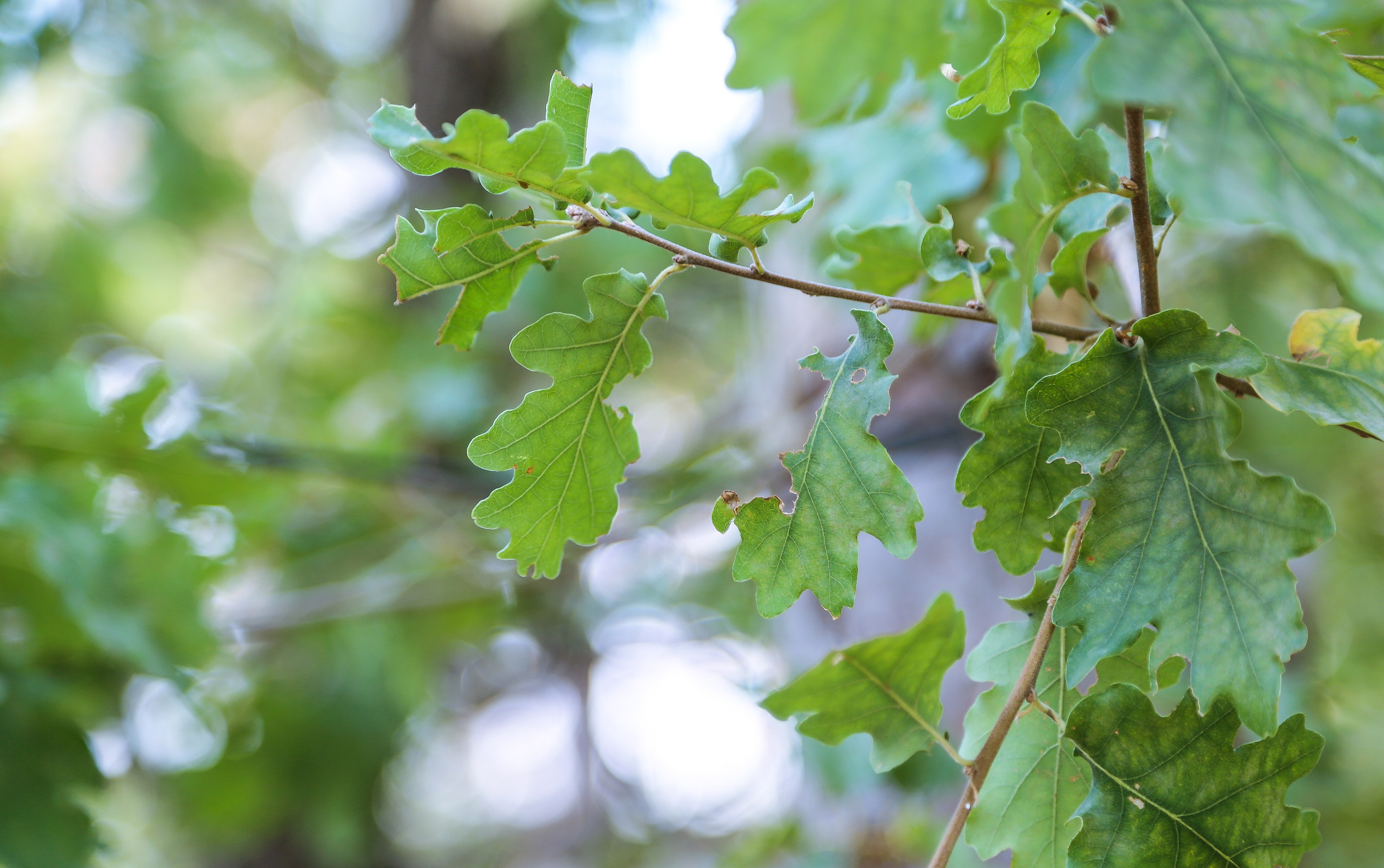 Австрия: Баден. Дарья Письменюк / Darya Leitstern — фотограф, музыкант, журналист, путешественник