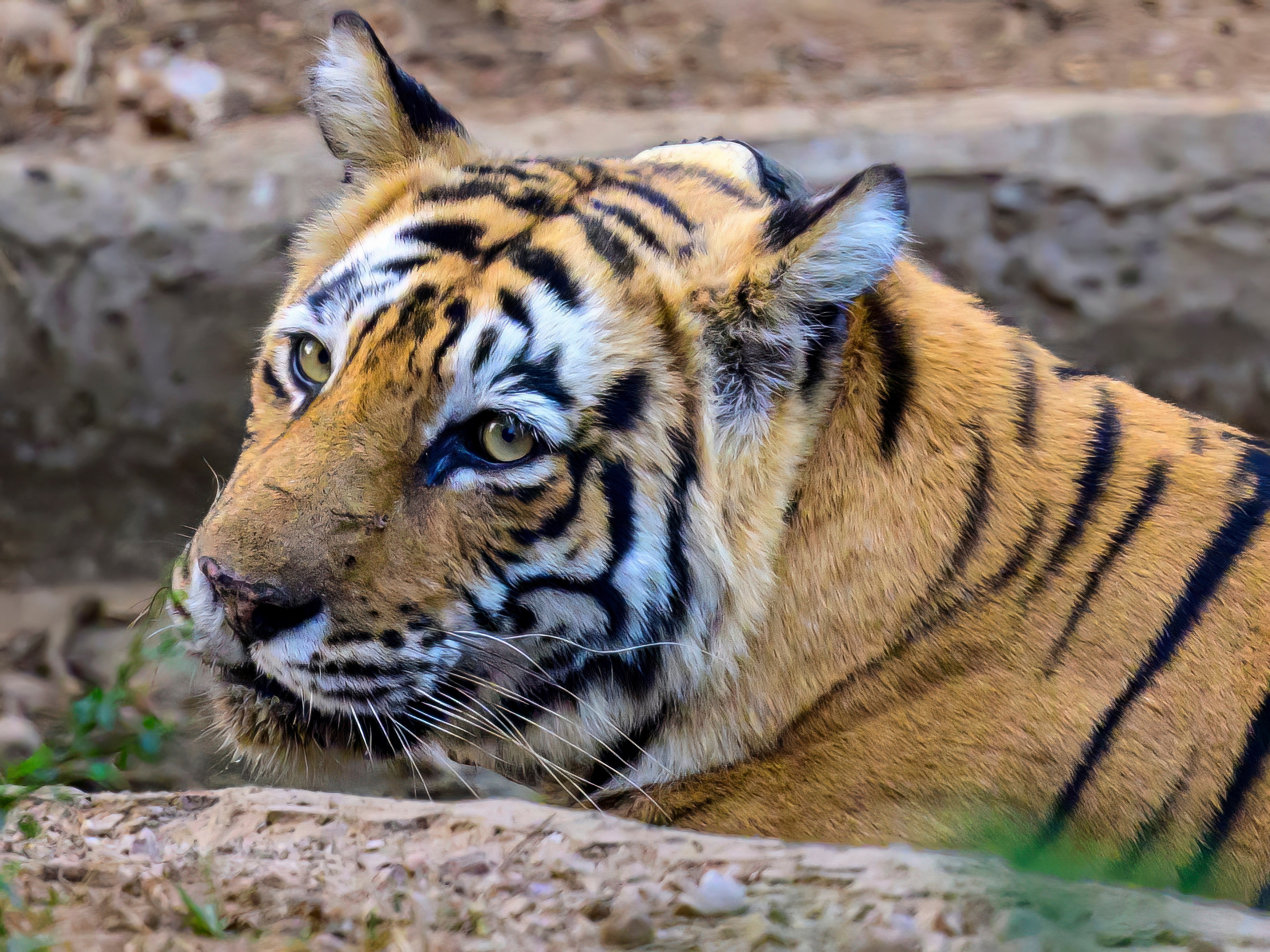 Раджастан, Индия. Wildlife photography by Sergey Puponin