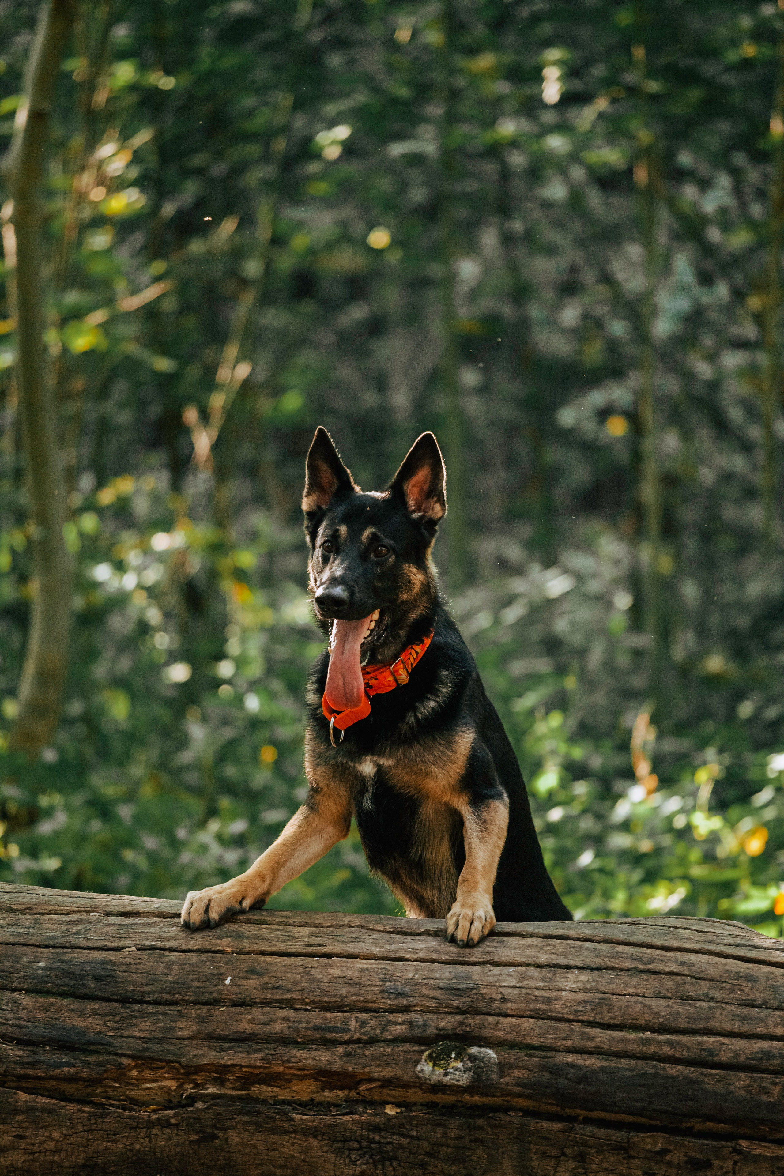 Илай. Фотограф-анималист Татьяна Степанова