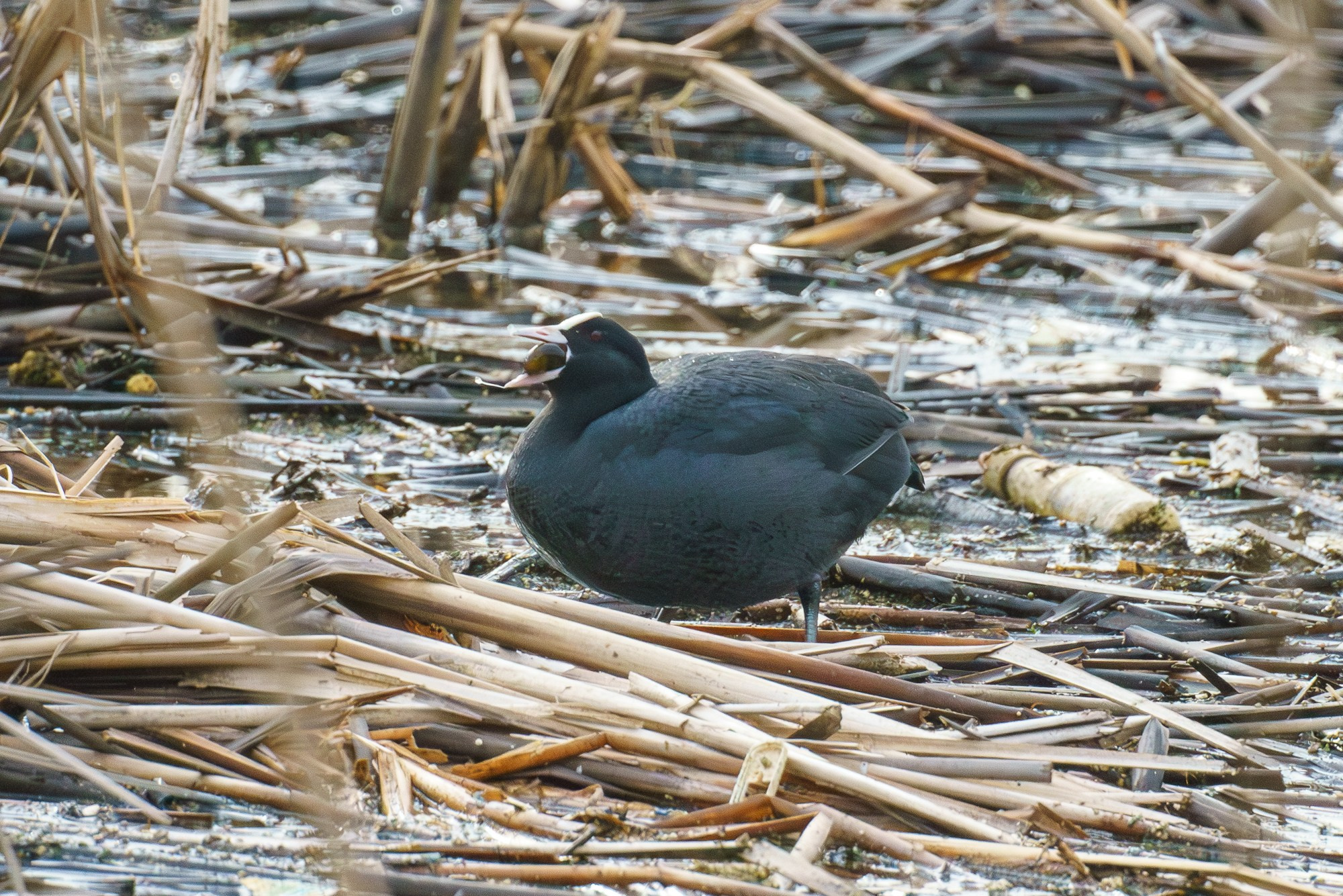 Удивительные мир птиц. Вокруг нас столько прекрасного — присмотритесь!. Ваш личный фотограф Марина Волкова
