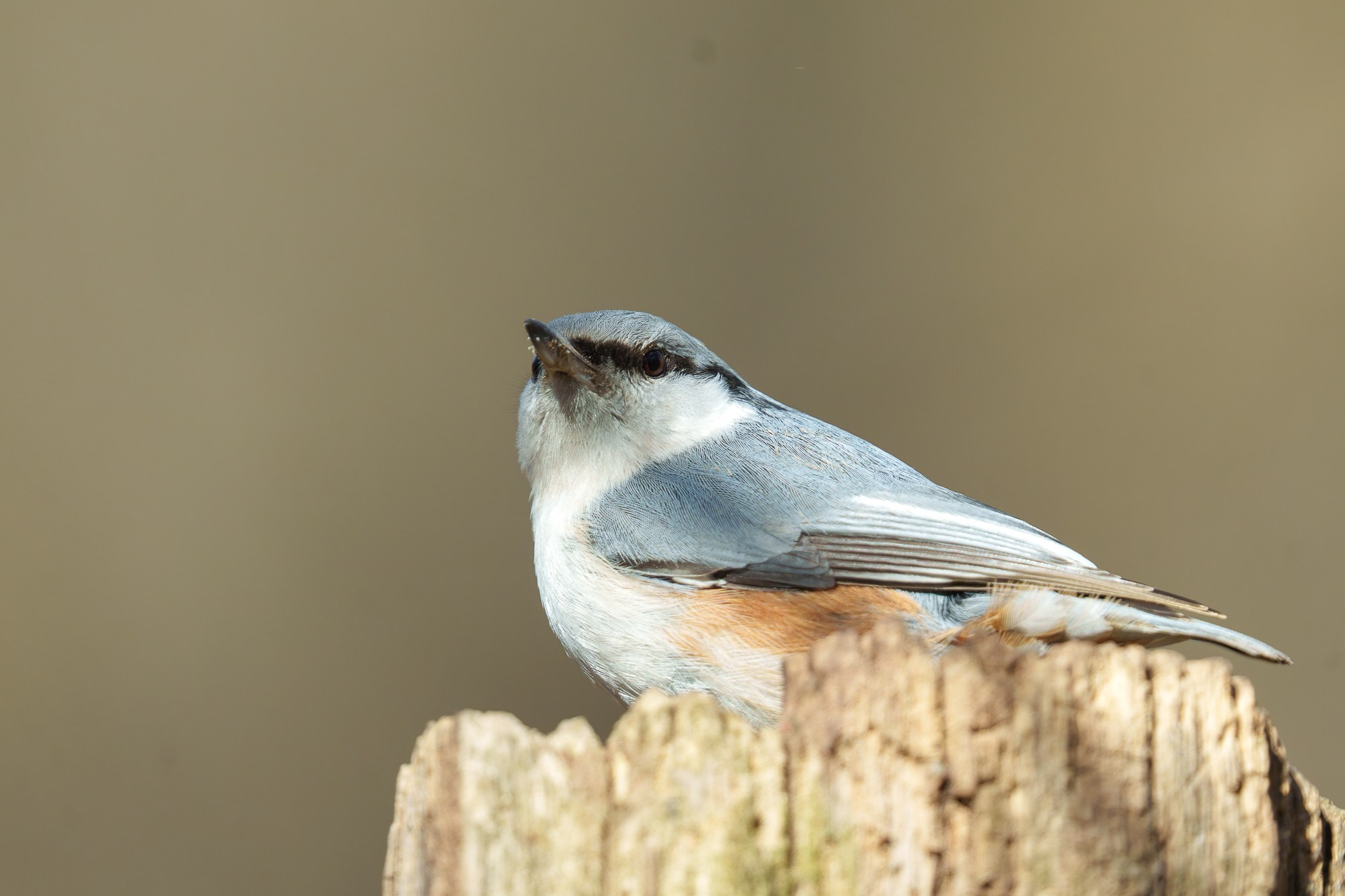 Удивительные мир птиц. Вокруг нас столько прекрасного — присмотритесь!. Ваш личный фотограф Марина Волкова