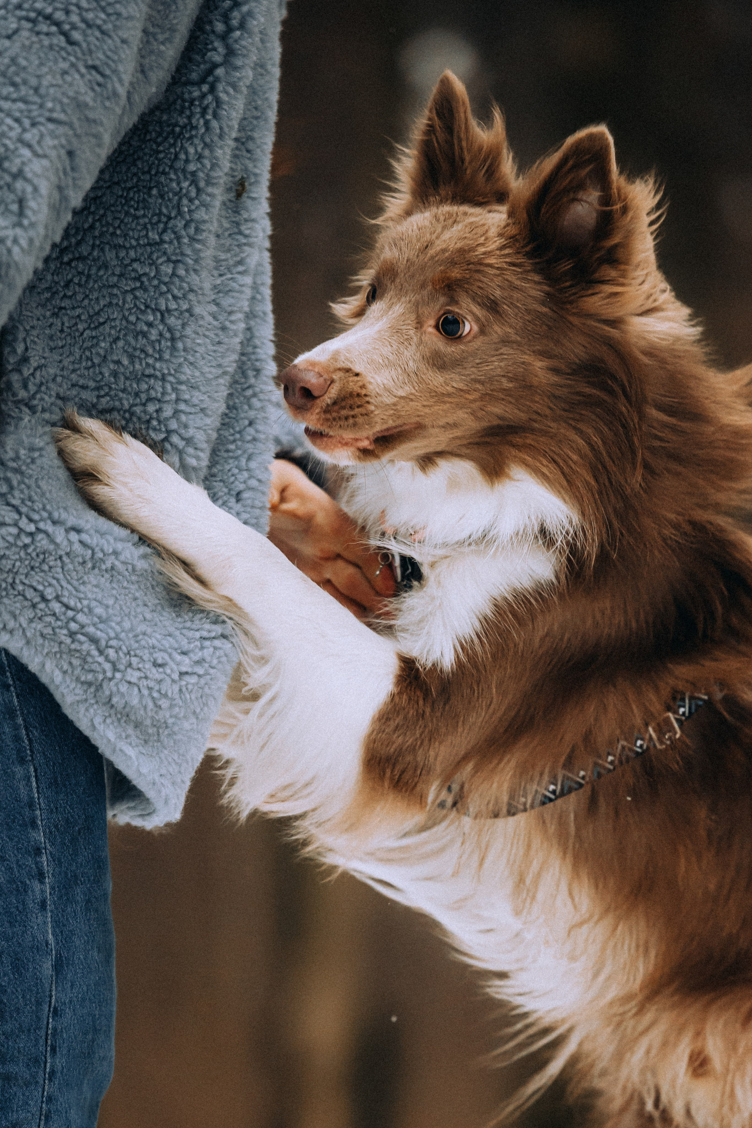 Полина, Милли и Паддингтон