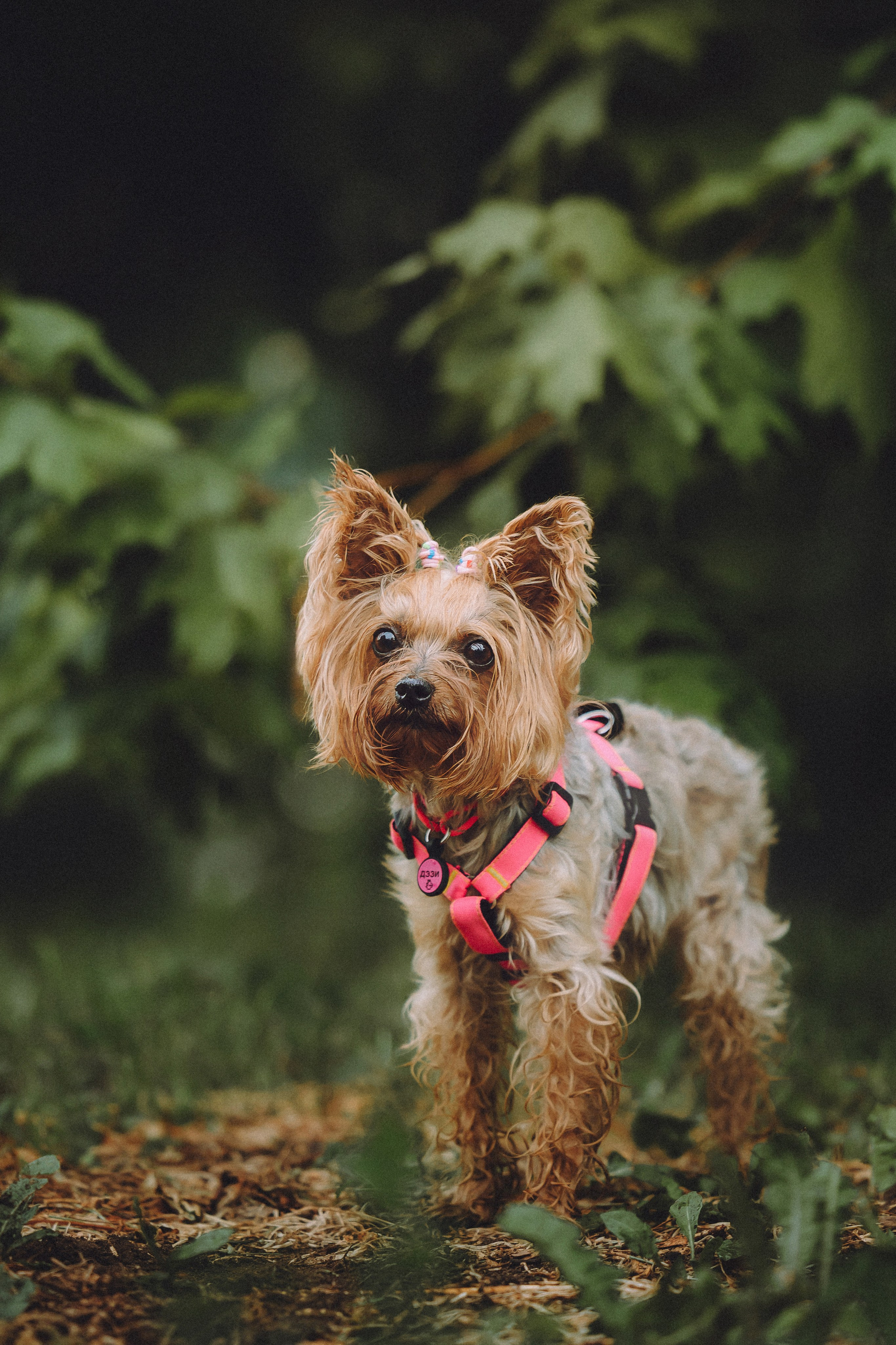 Даша и Дэзи