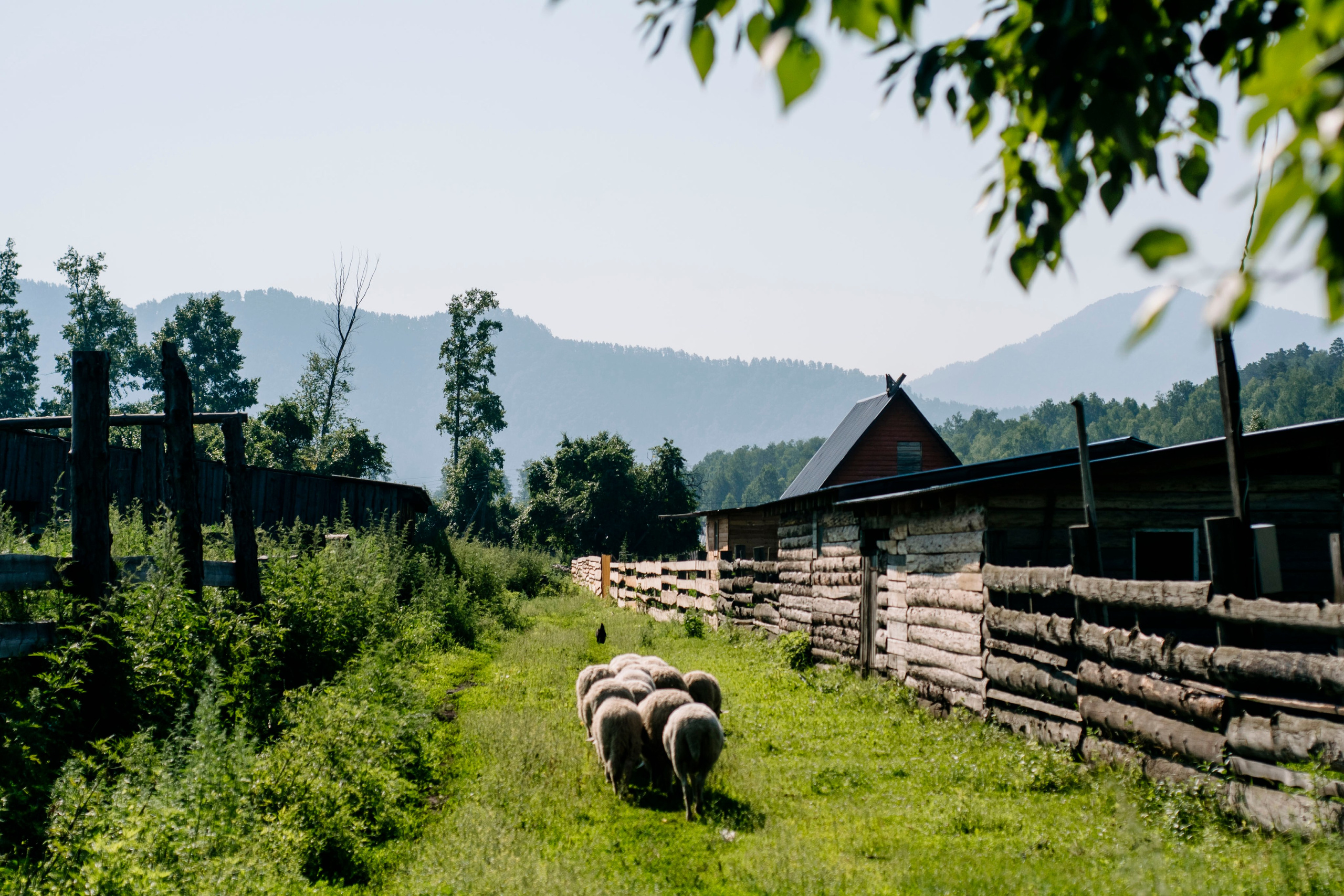 Altai landscape. Iraogo