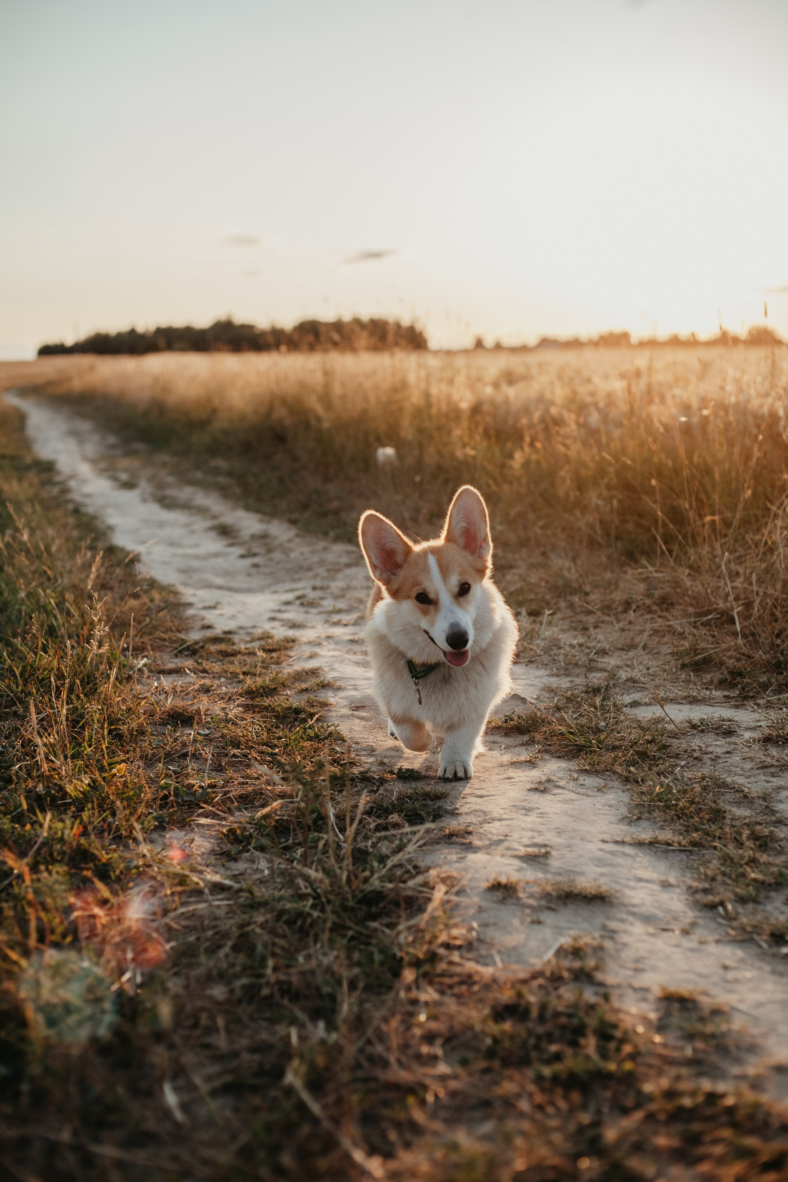 Илья Юля и Шанти. Семейный фотограф Москва