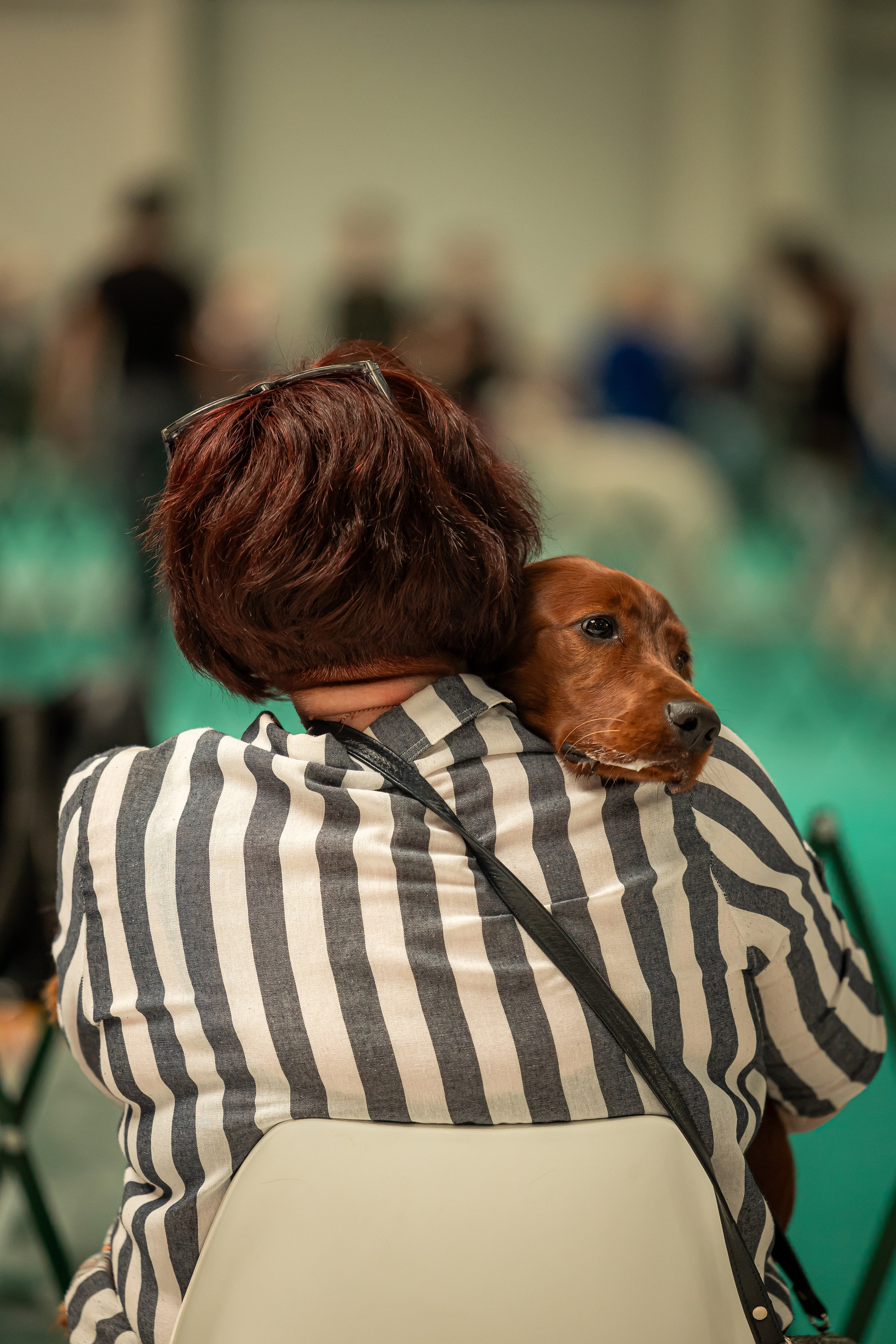 Выставка сеттеров 19.05.24