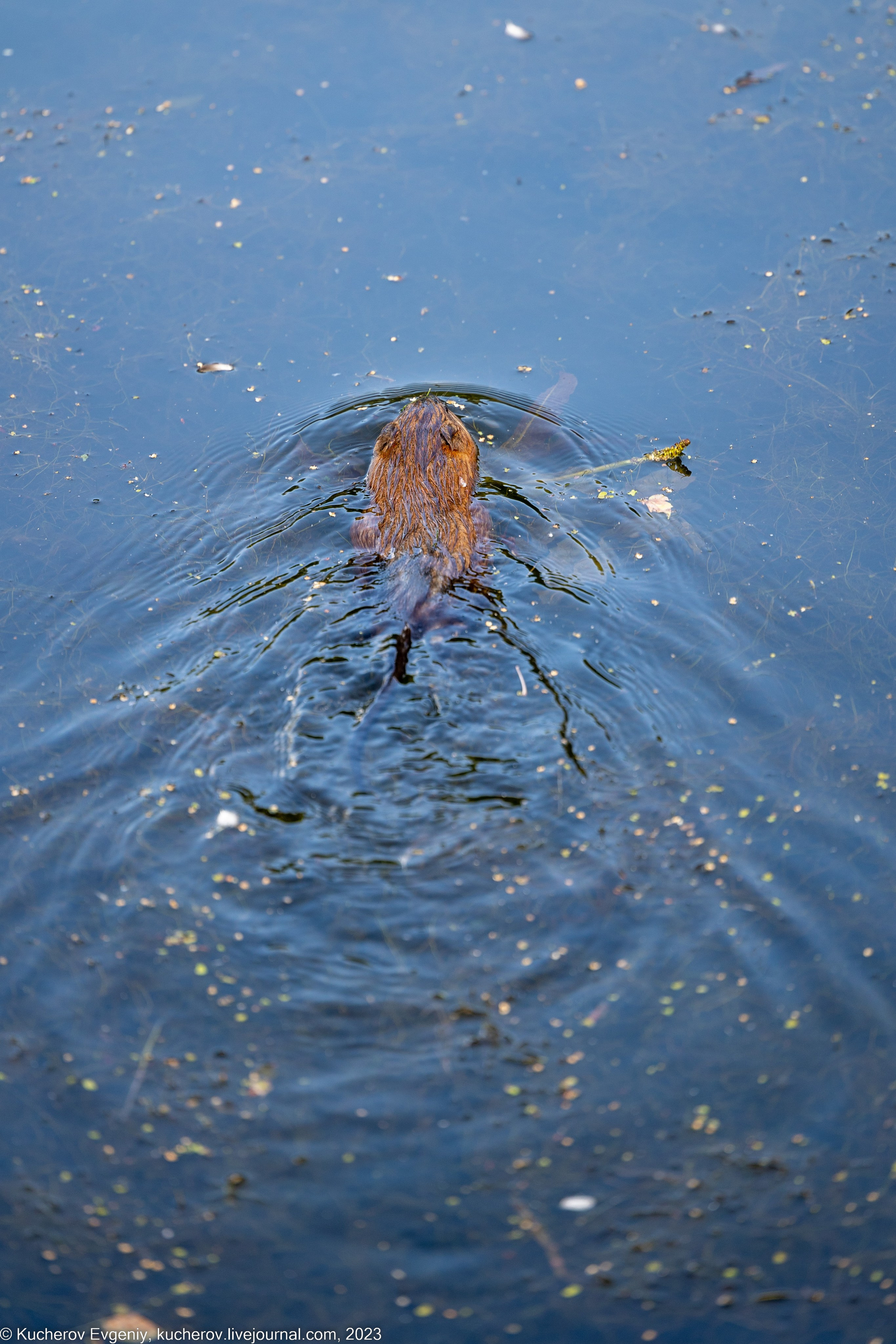 Жизнь бобров. Кучеров Евгений. Фотограф