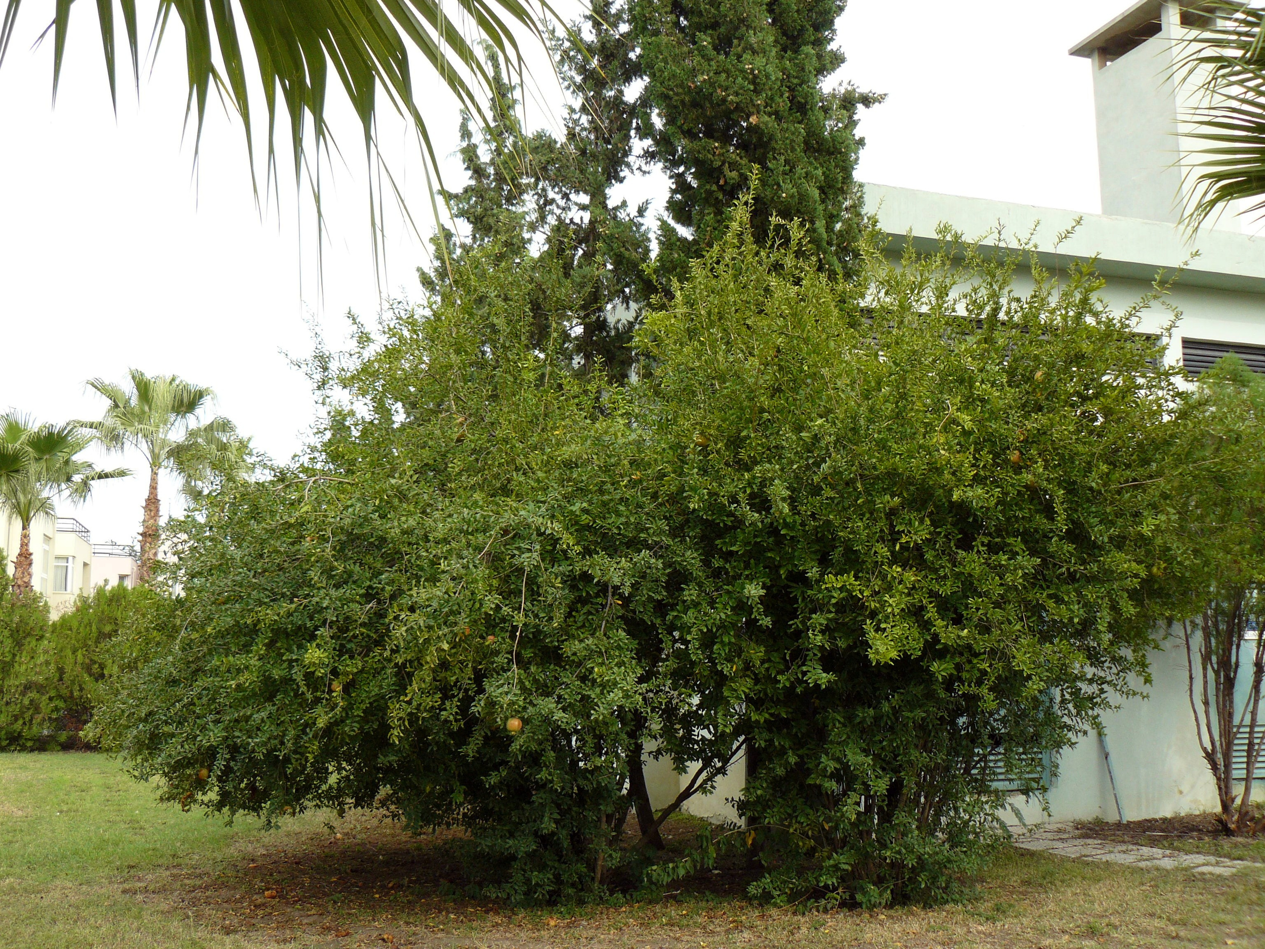 Кемер, Чамьюва 2008. Избранные фотографии