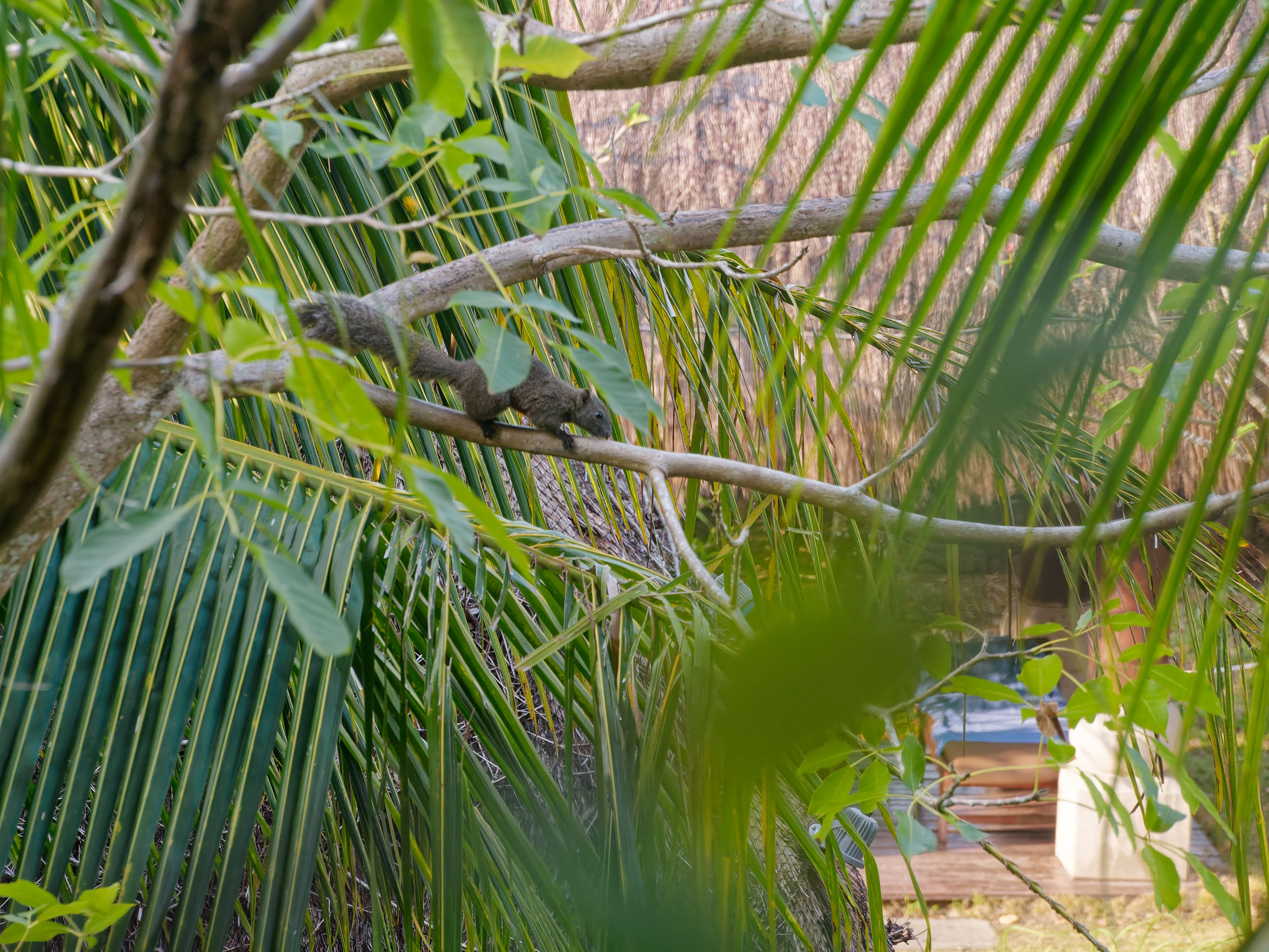 Хайнань 2026, белки. Фотопрогулки по Миру