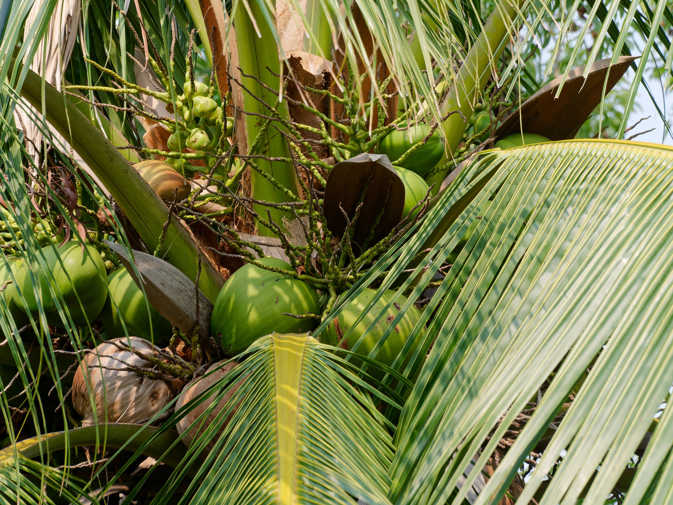 Хайнань 2026, флора, цветы и деревья. Фотопрогулки по Миру