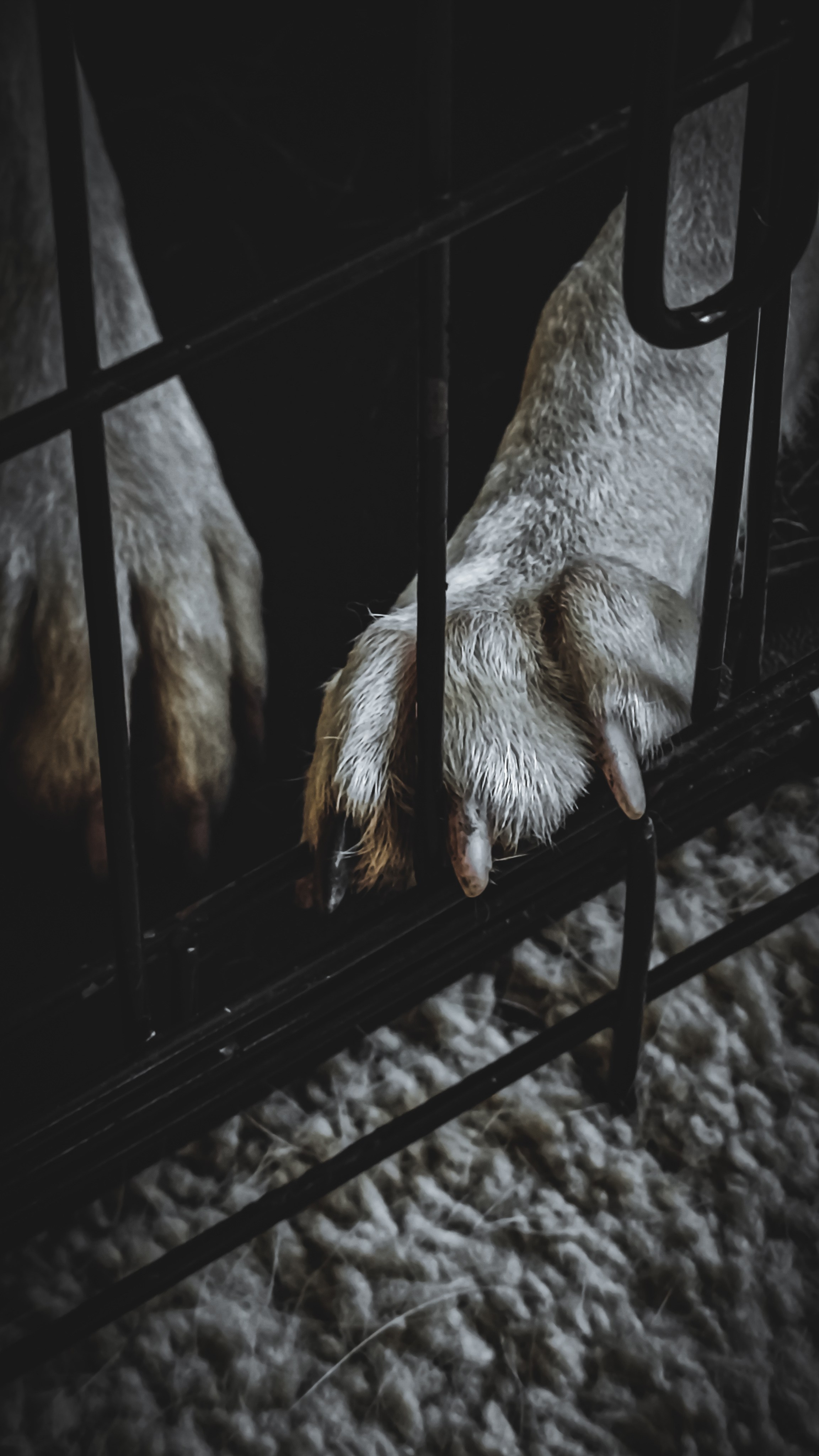 Ожидание. Игорь Урывский. Фотограф Красноярск