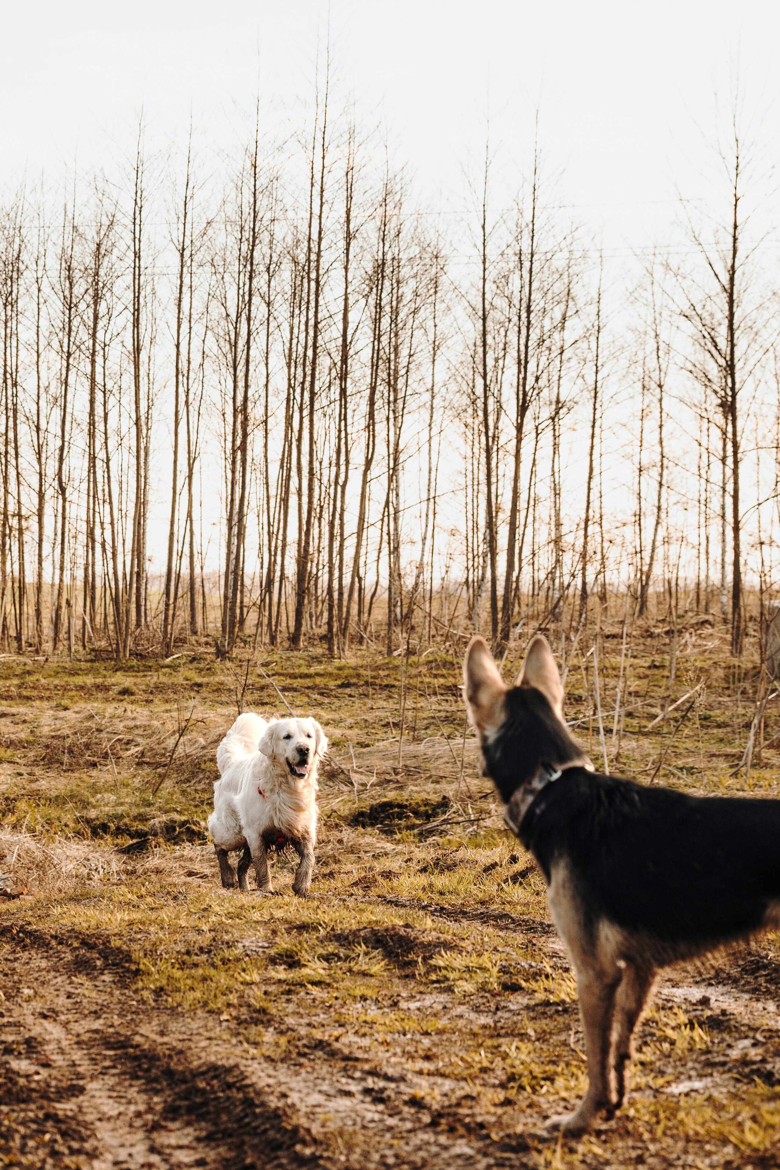 Смена в «DogCamp». Анастасия Белаш
