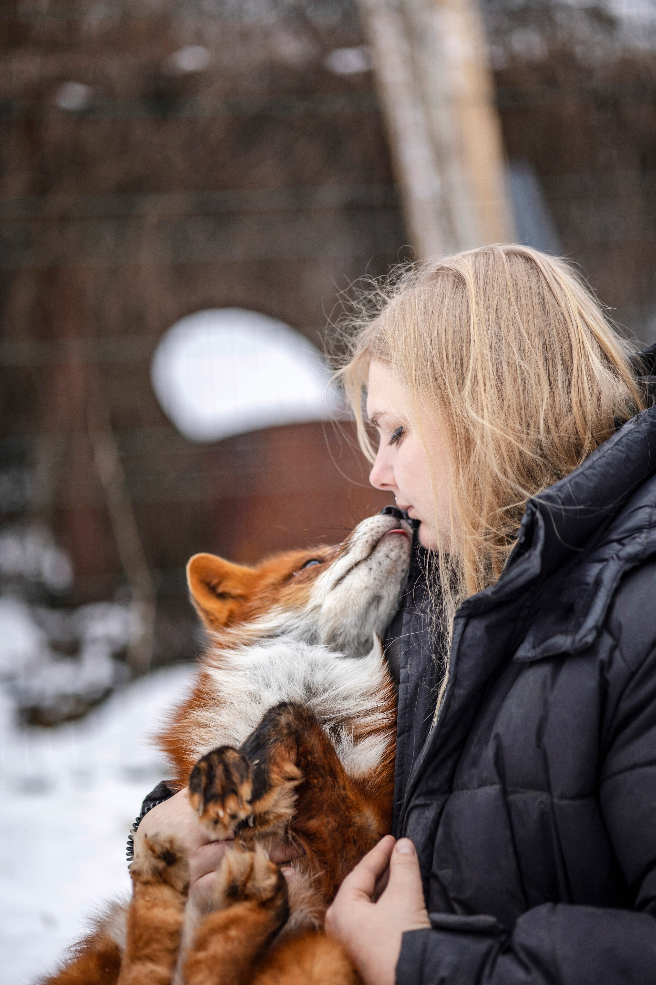 Съемка с лисами. Анастасия Белаш
