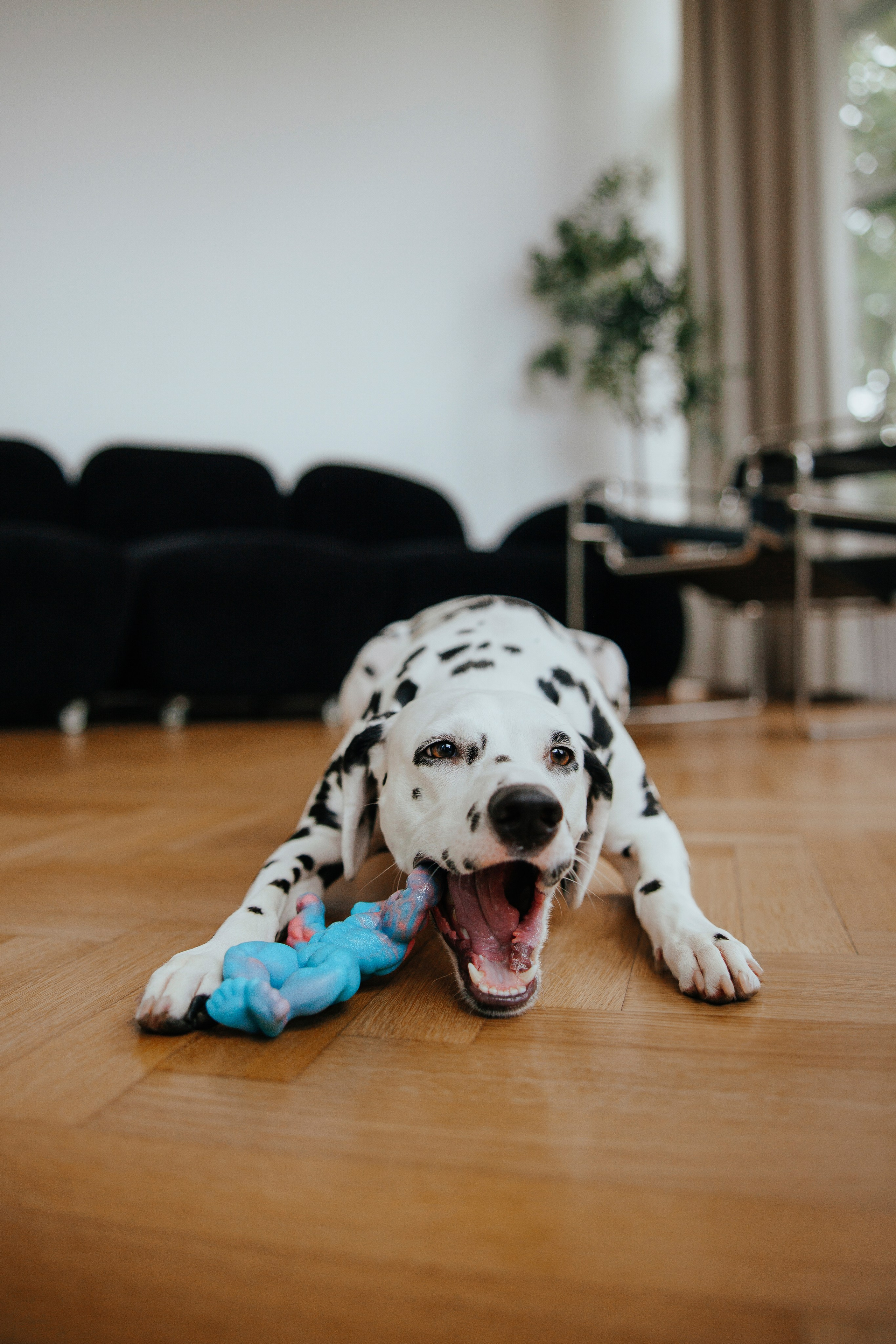 Pawsitive игрушки. Анастасия Белаш