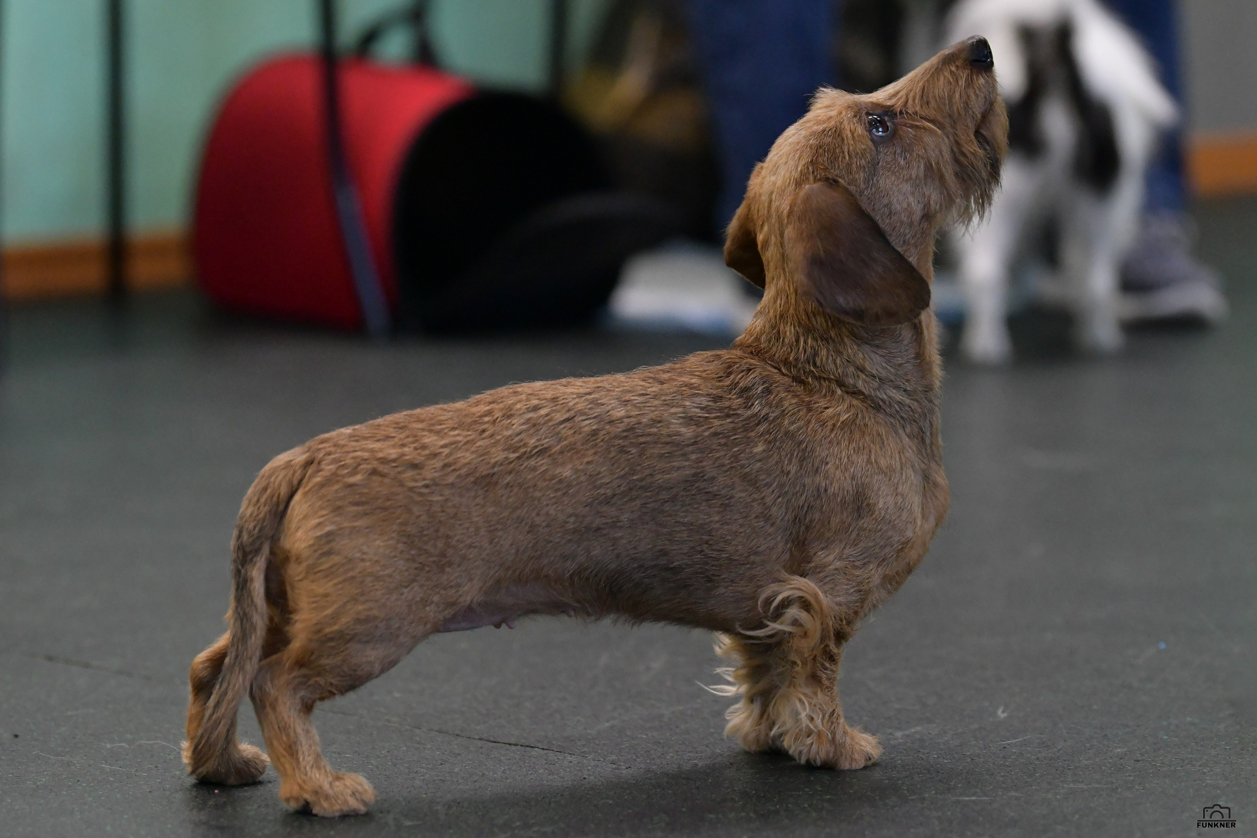 Кинологический клуб «Бодрый хвост». Свой взгляд через объектив