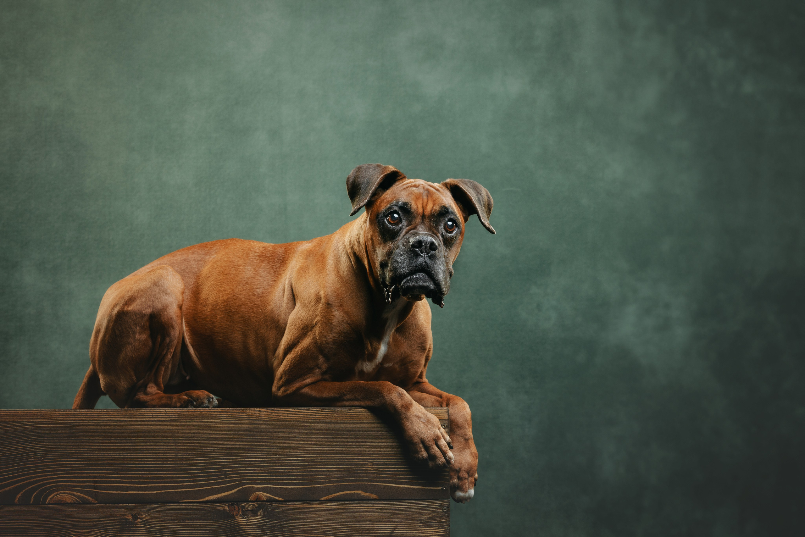 Боксер Челси. Фотограф анималист Осипчикова Мария