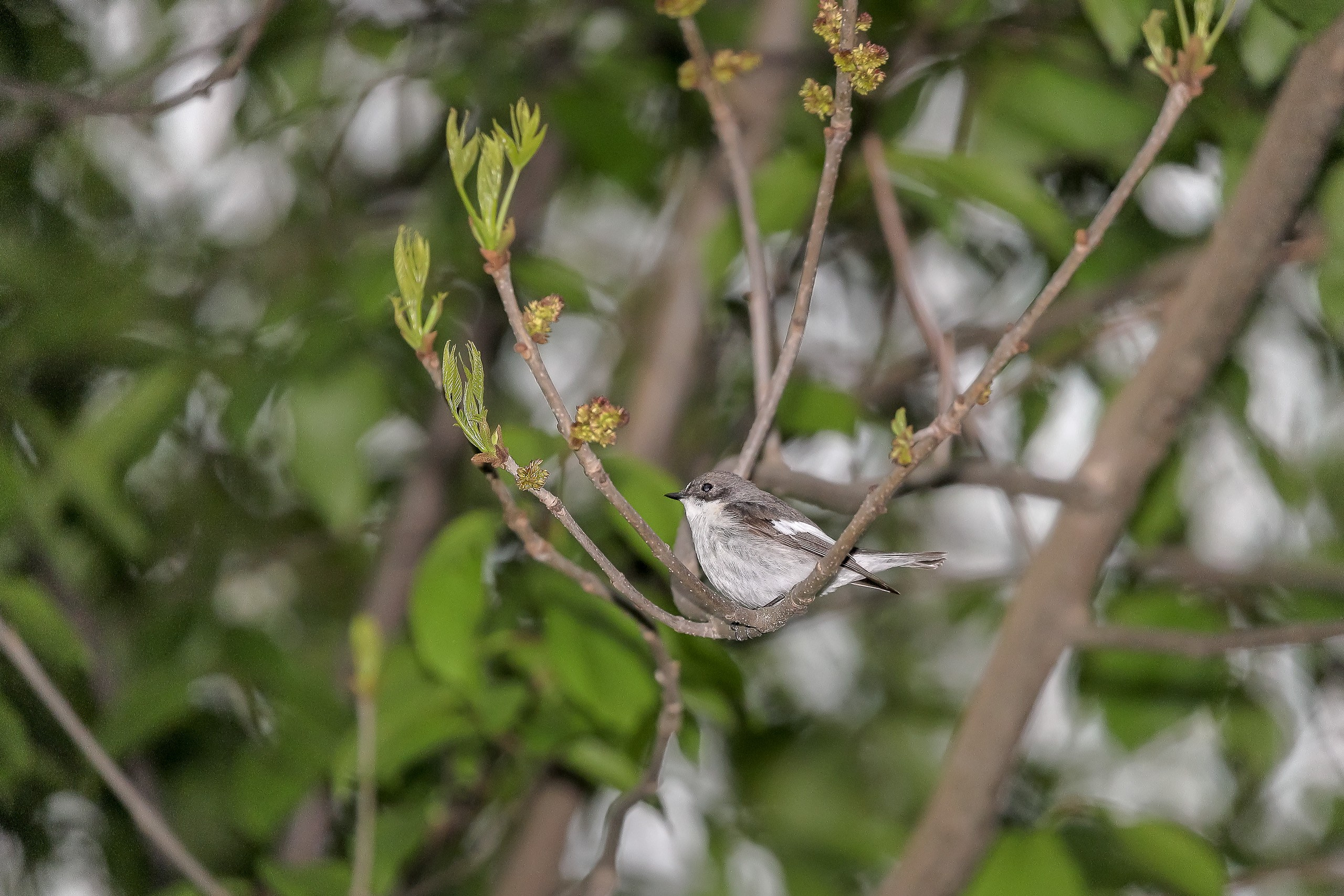 Мухоловка-пеструшка