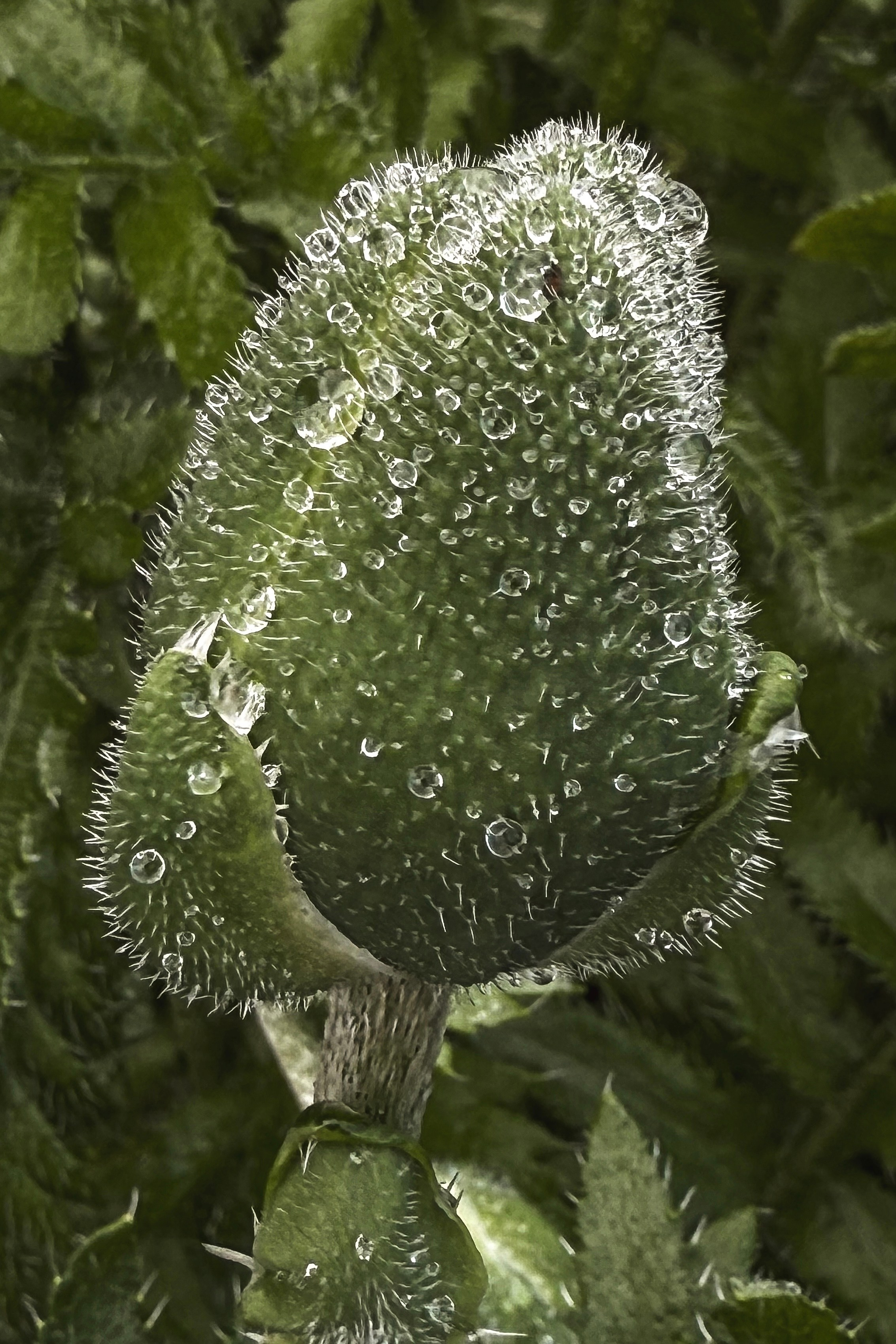 Мобильная съемка