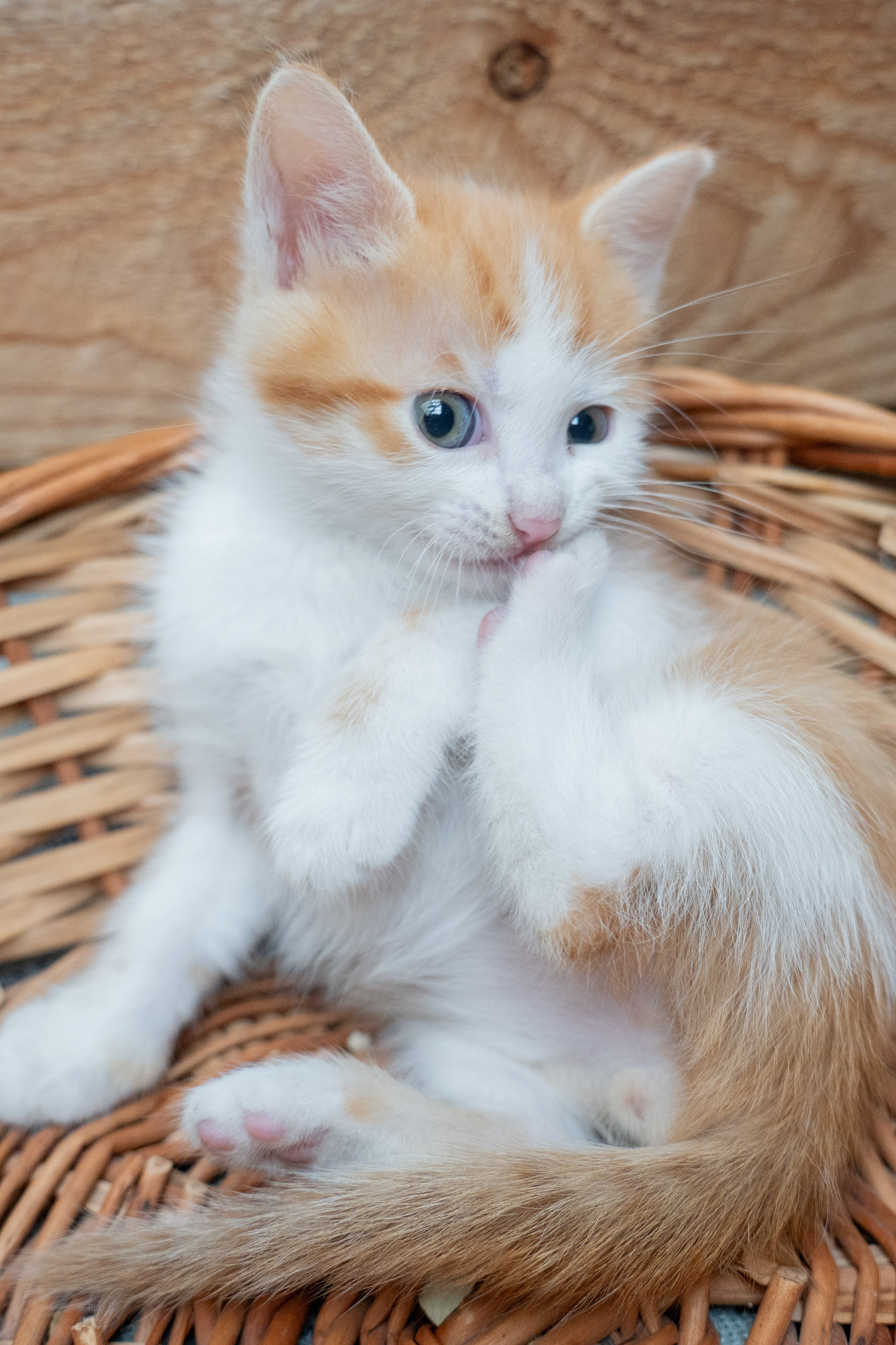 Анимализм. Портретный фотограф Олеся Владимирова в Москве