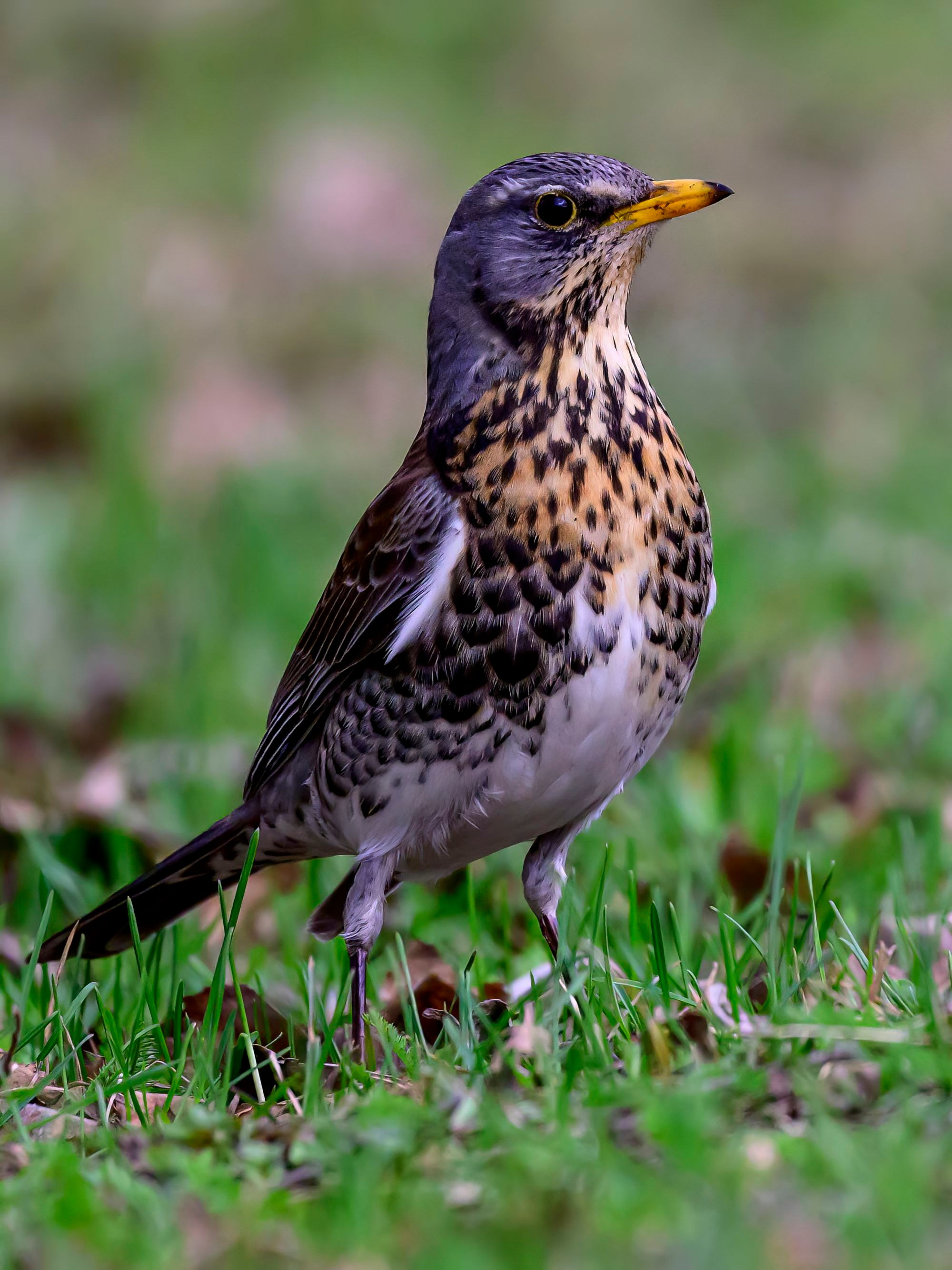 Лысуха. Wildlife photography by Sergey Puponin