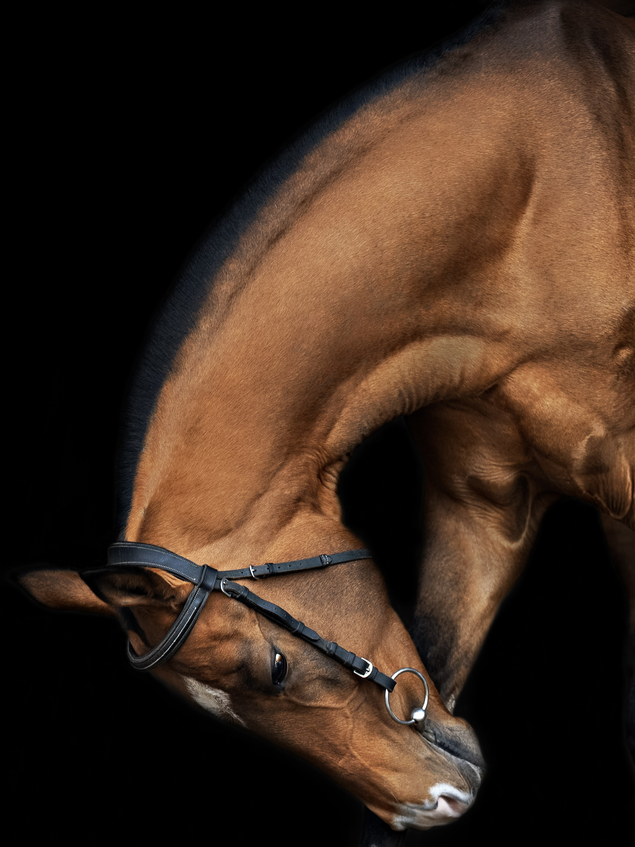 Съёмка лошадей/ цвет. Конный фотограф в Калининграде Елена Курбатова