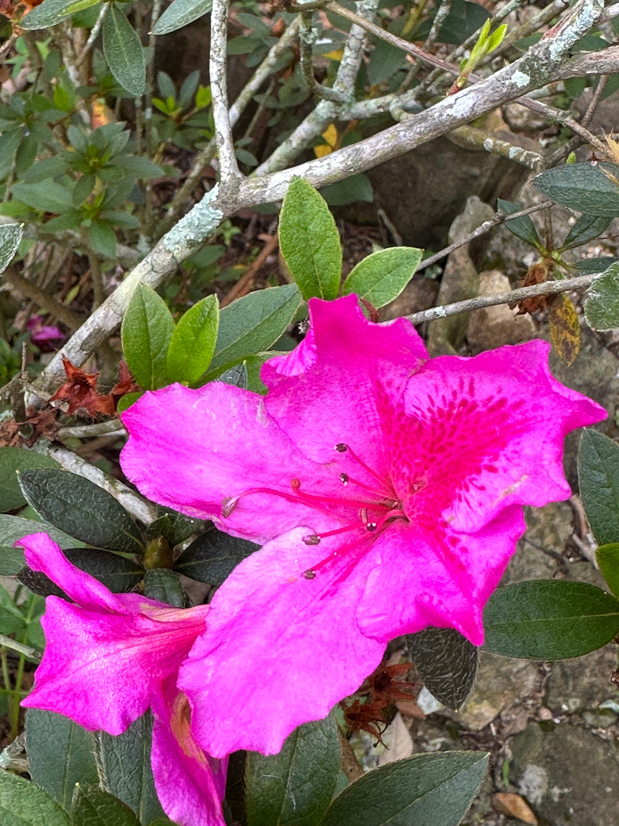 flowers in the forest