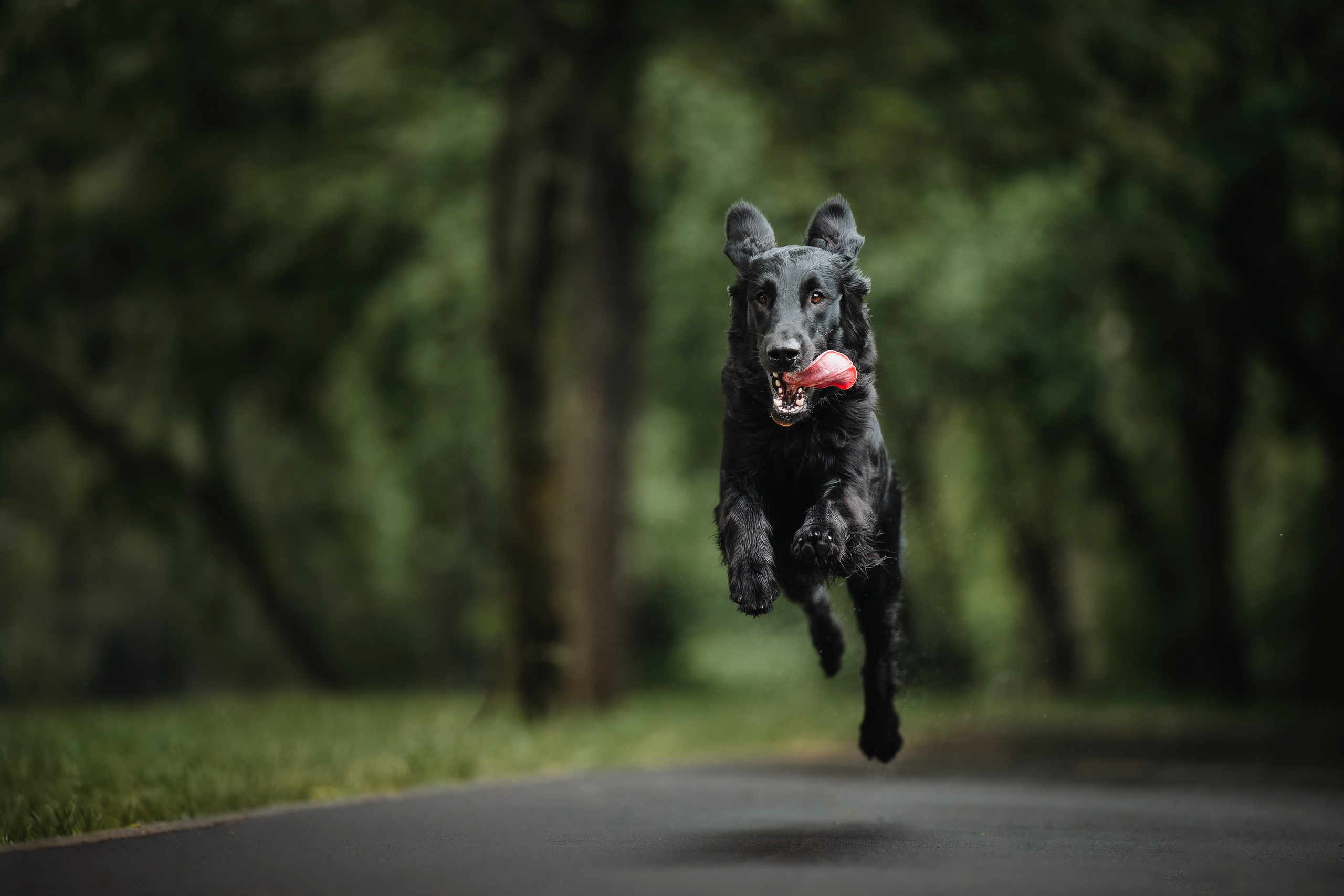 Настя и Демида. Семейный фотограф анималист Ананьева Мария — Москва