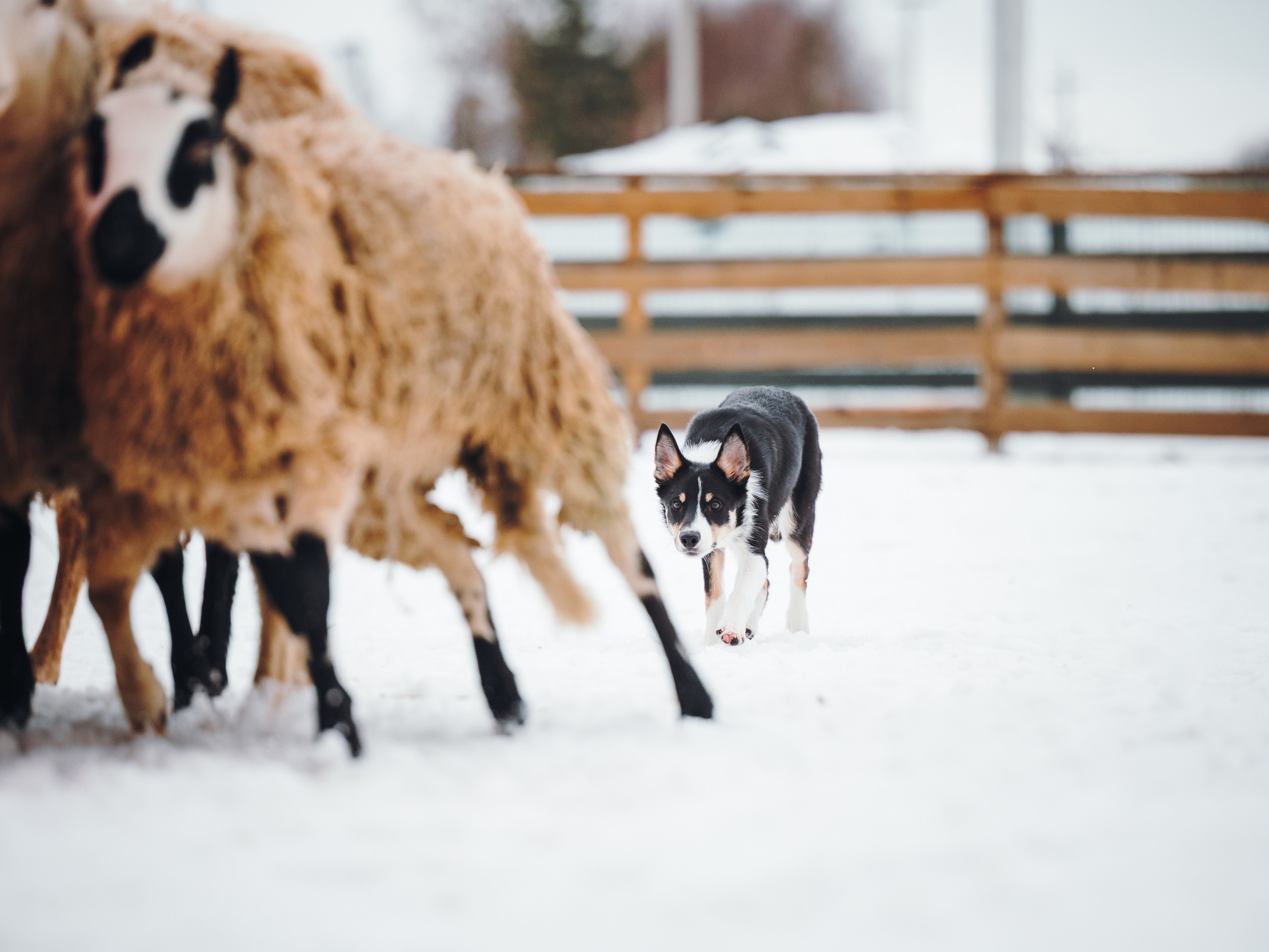 Пастьба. Семейный фотограф анималист Ананьева Мария — Москва