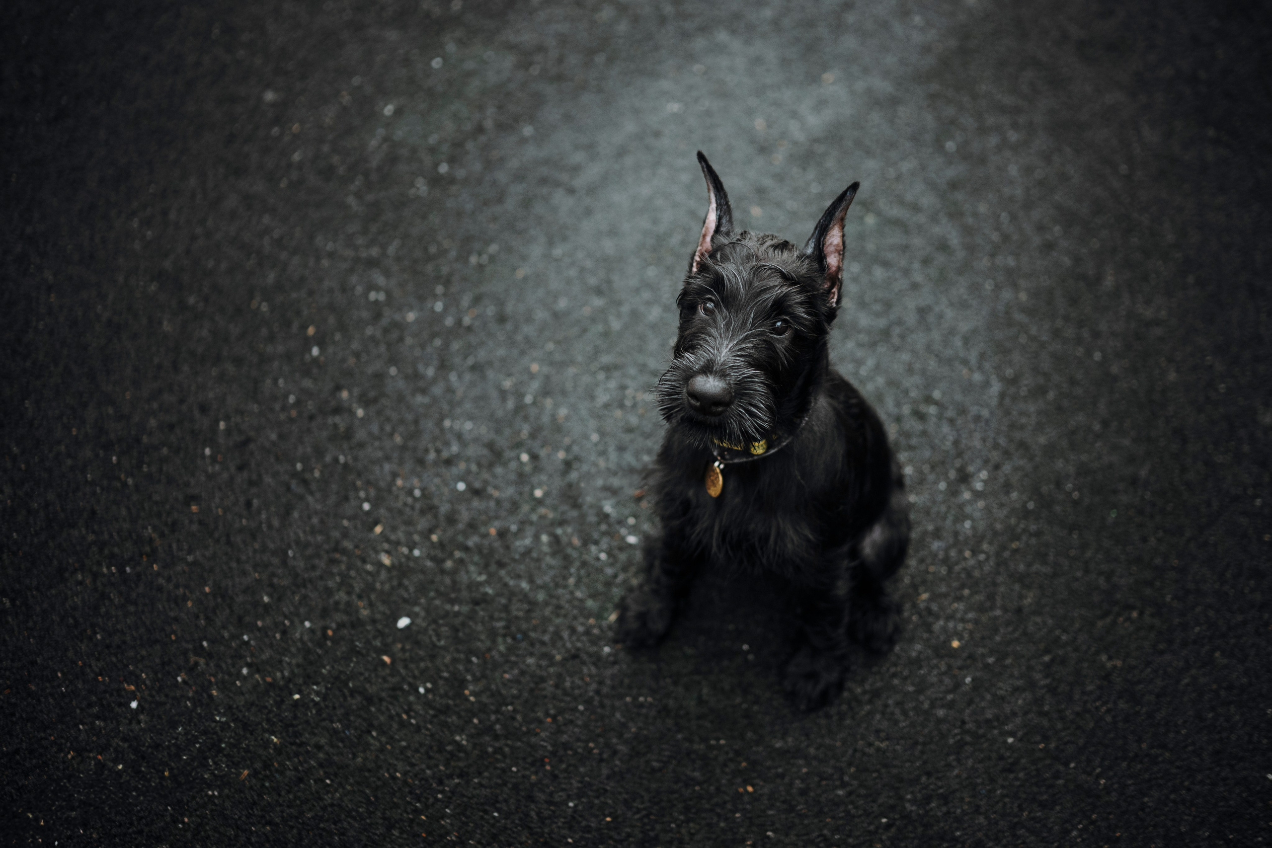 Даша и Умбра. Семейный фотограф анималист Ананьева Мария — Москва
