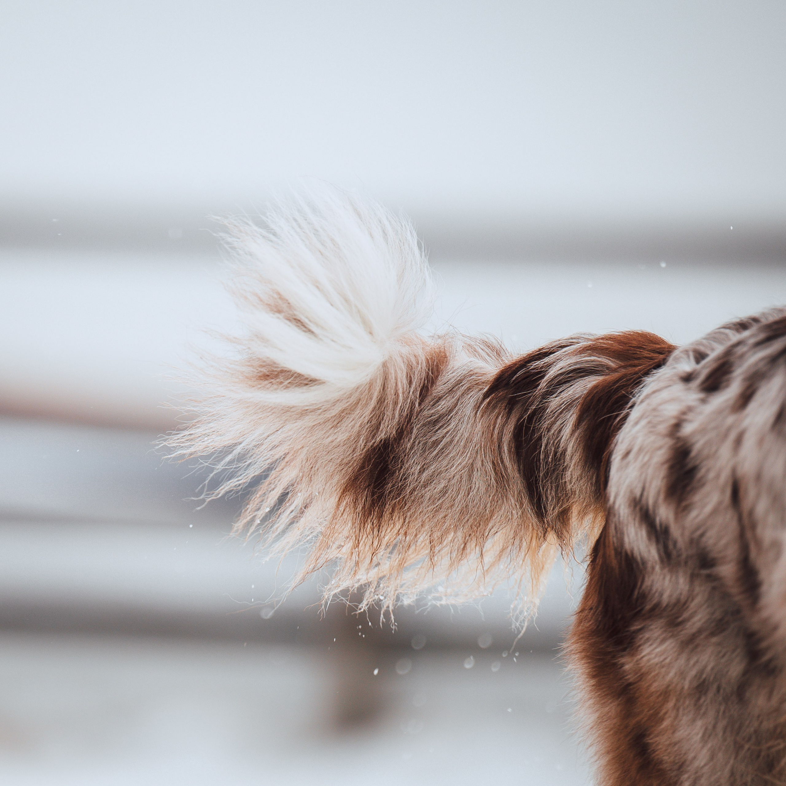 Пастьба. Семейный фотограф анималист Ананьева Мария — Москва