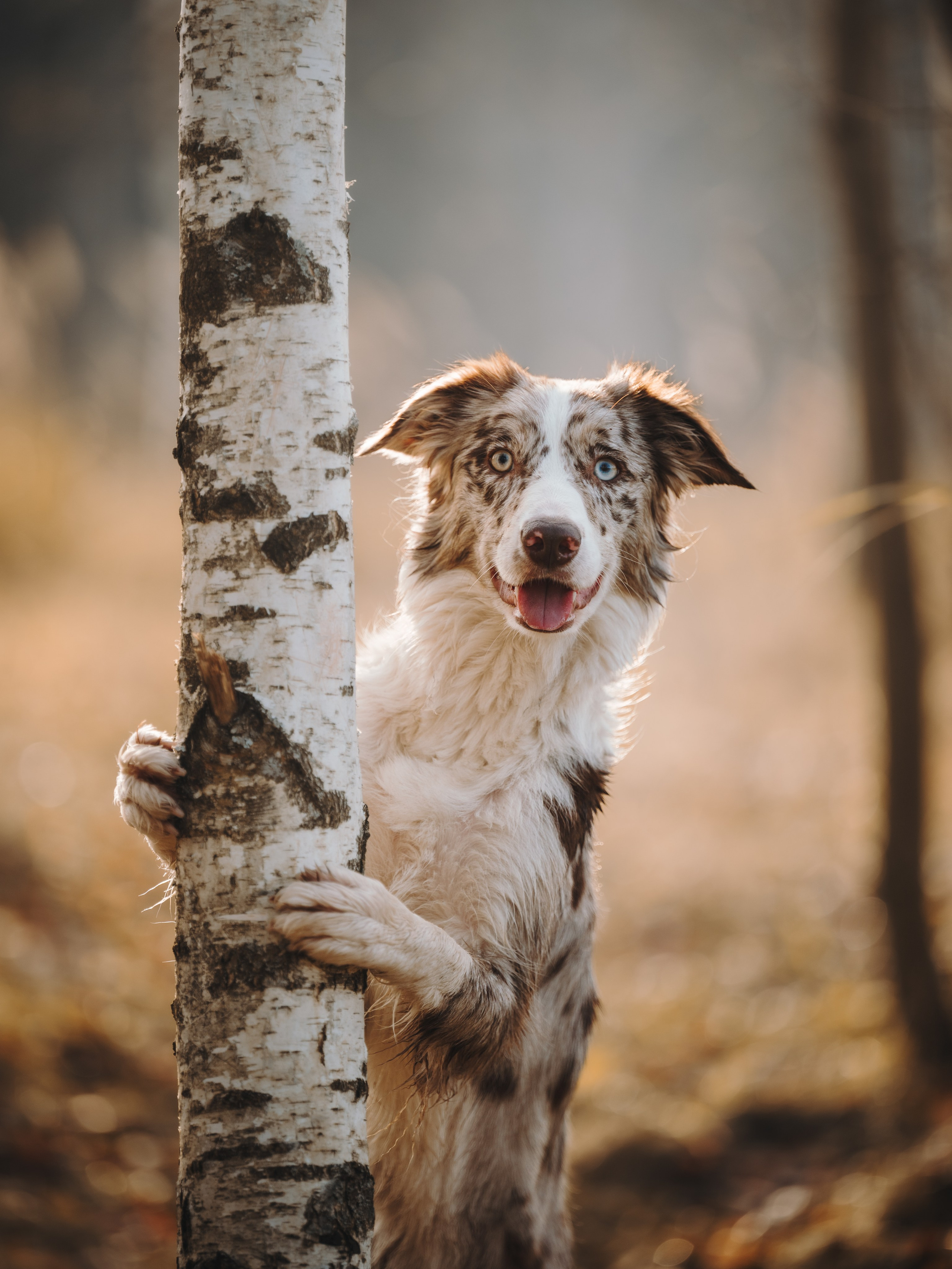 Настя, Максим, Орео и Норд. Семейный фотограф анималист Ананьева Мария — Москва