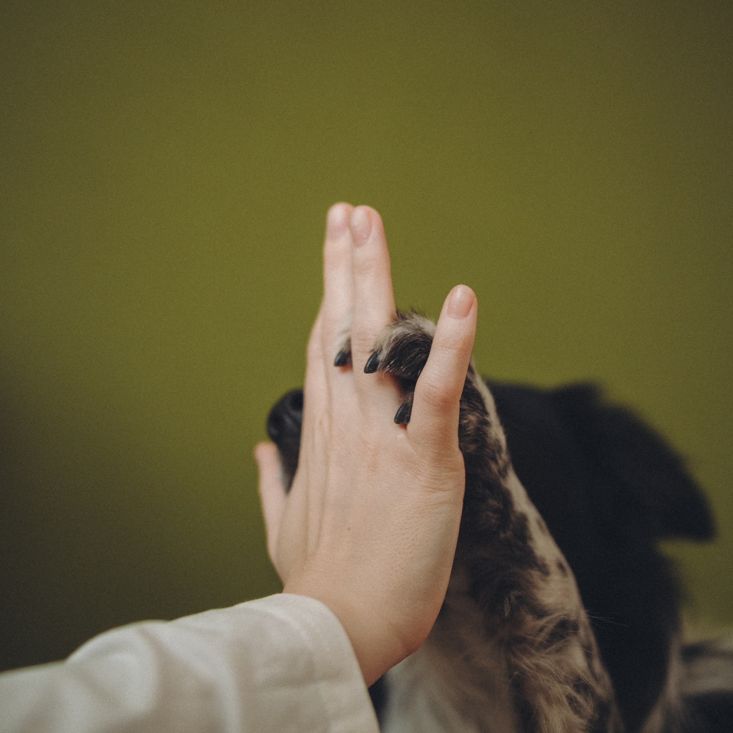 Настя и Рэги. Семейный фотограф анималист Ананьева Мария — Москва