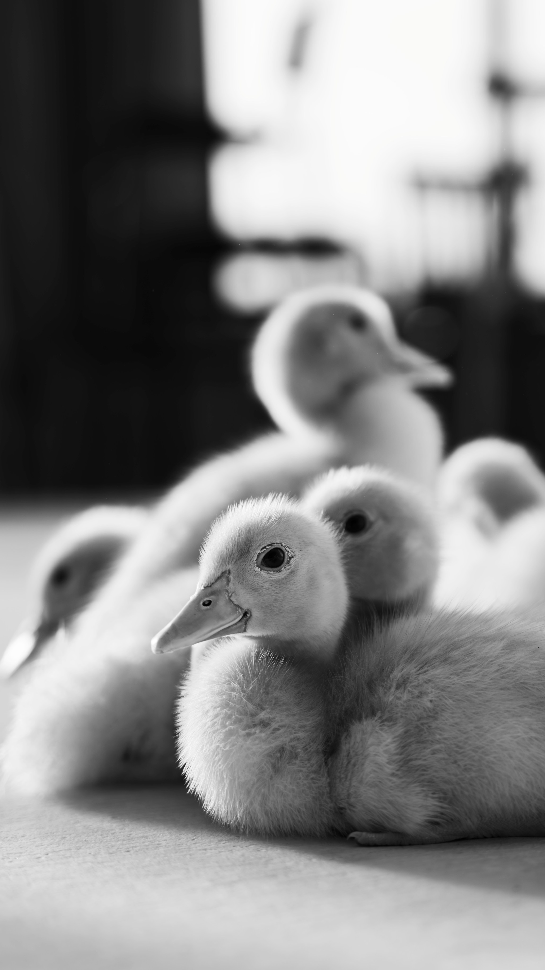 Немного Утят. Главная