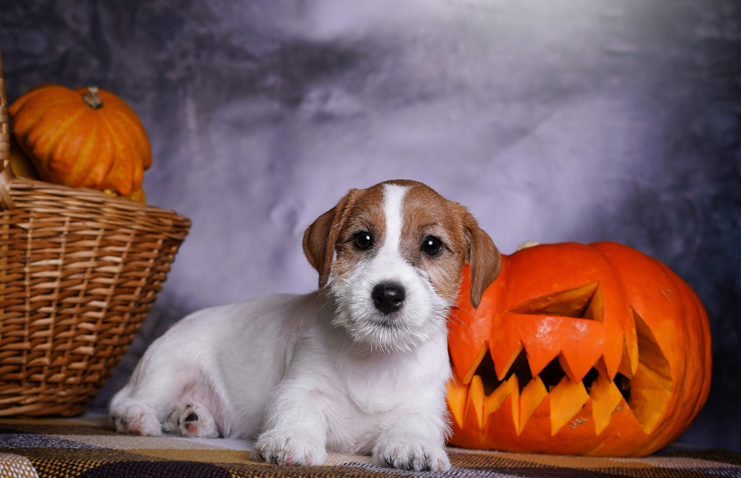 Щенки джек-рассел терьера. Фотограф-анималист в Санкт-Петербурге Яна Мартынова